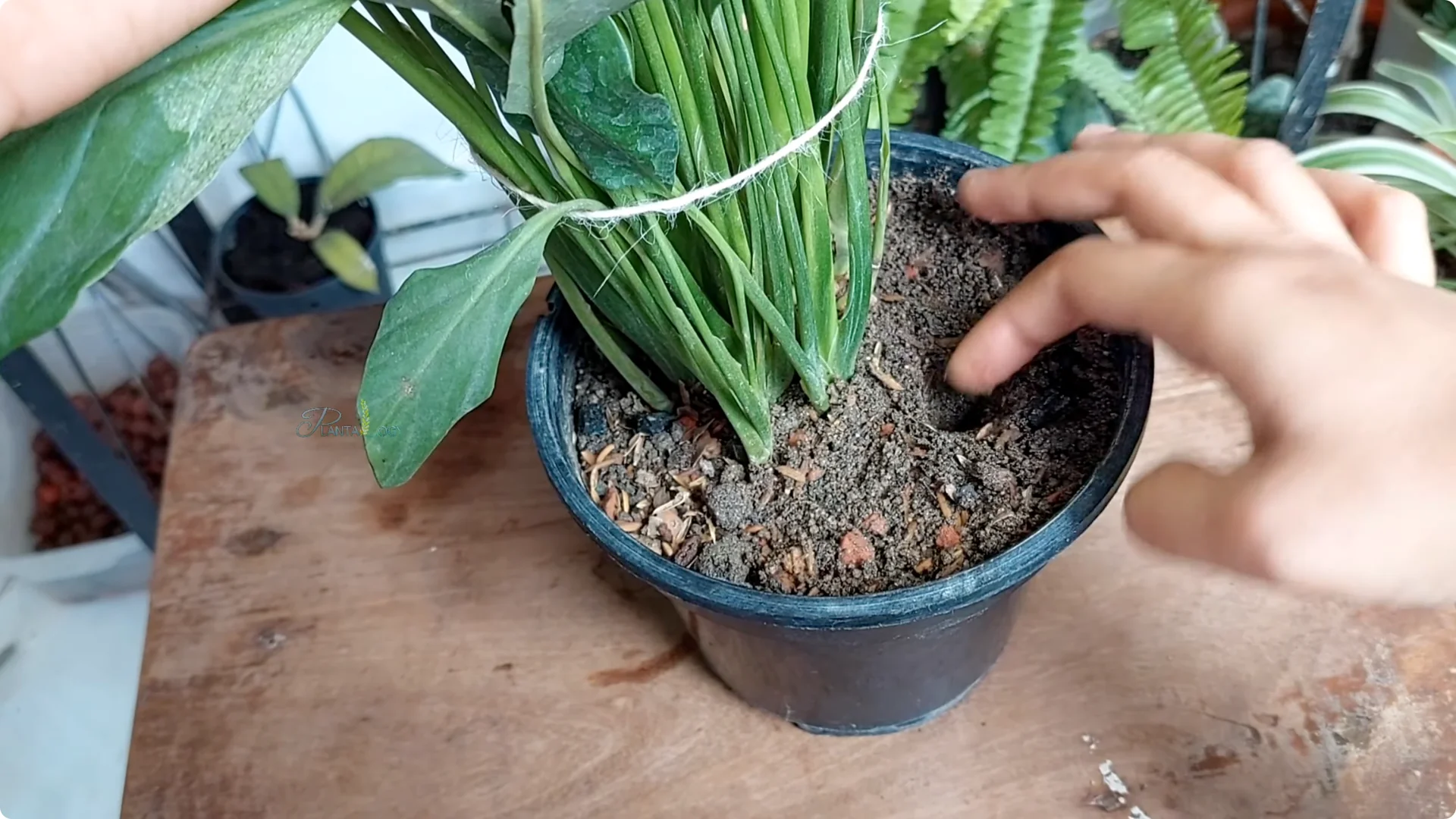 7 Essential Peace Lily Care Tips Every Plant Owner Should Know screenshot 5