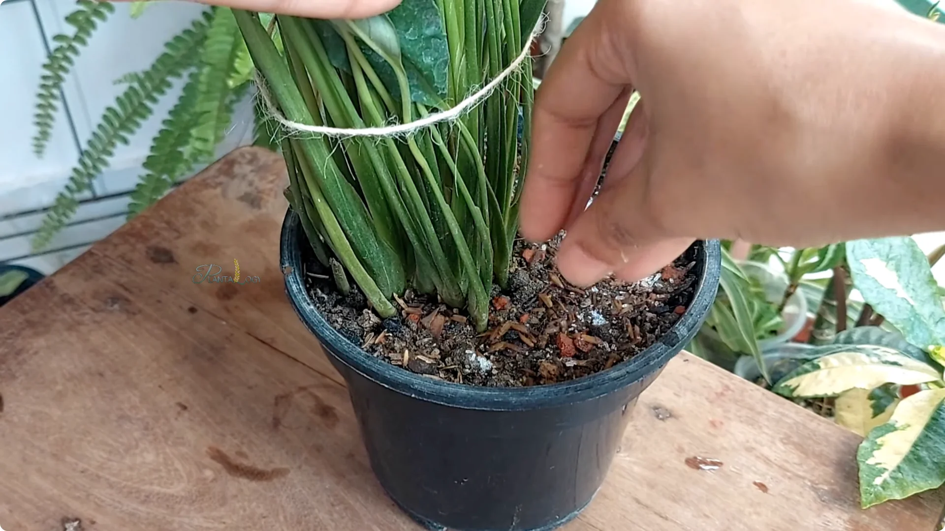 7 Essential Peace Lily Care Tips Every Plant Owner Should Know screenshot 6