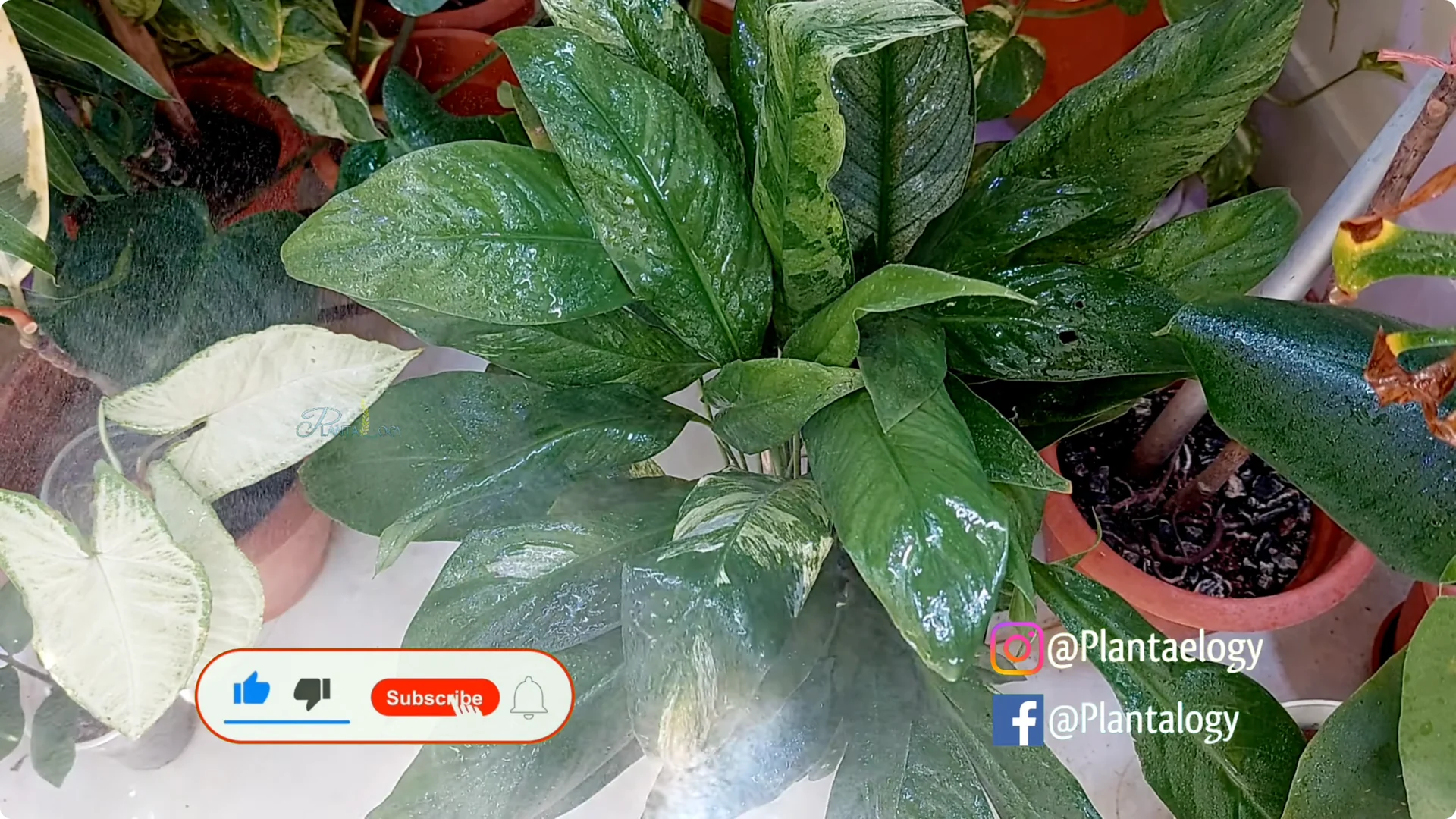 7 Essential Peace Lily Care Tips Every Plant Owner Should Know screenshot 7