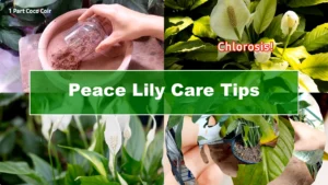 7 Essential Peace Lily Care Tips Every Plant Owner Should Know - Featured Image