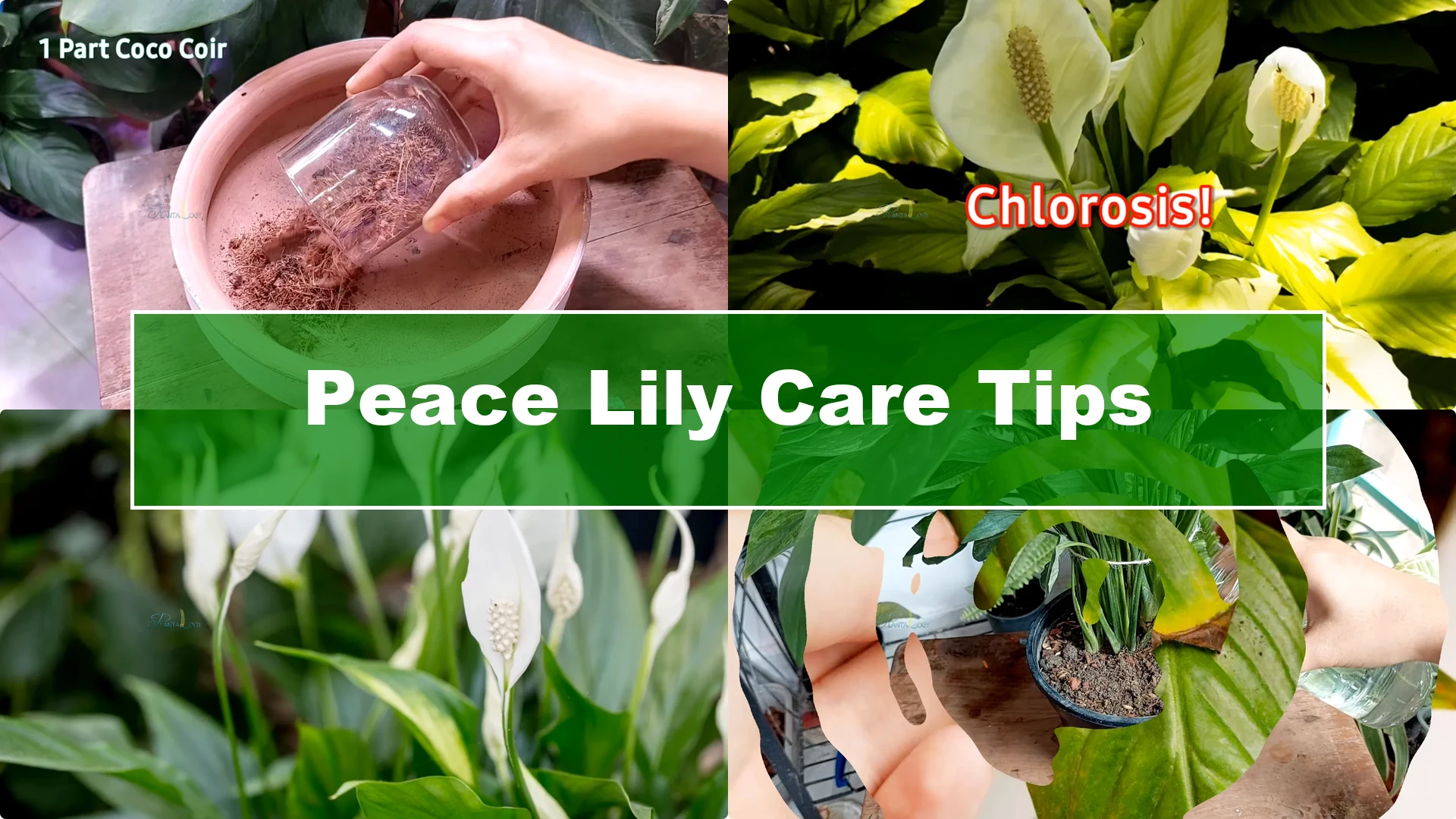 7 Essential Peace Lily Care Tips Every Plant Owner Should Know - Featured Image