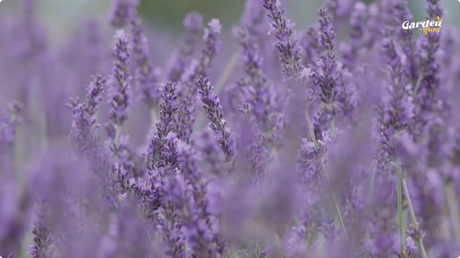 7 Fast-Growing Plants That Will Transform Your Garden This April screenshot 1