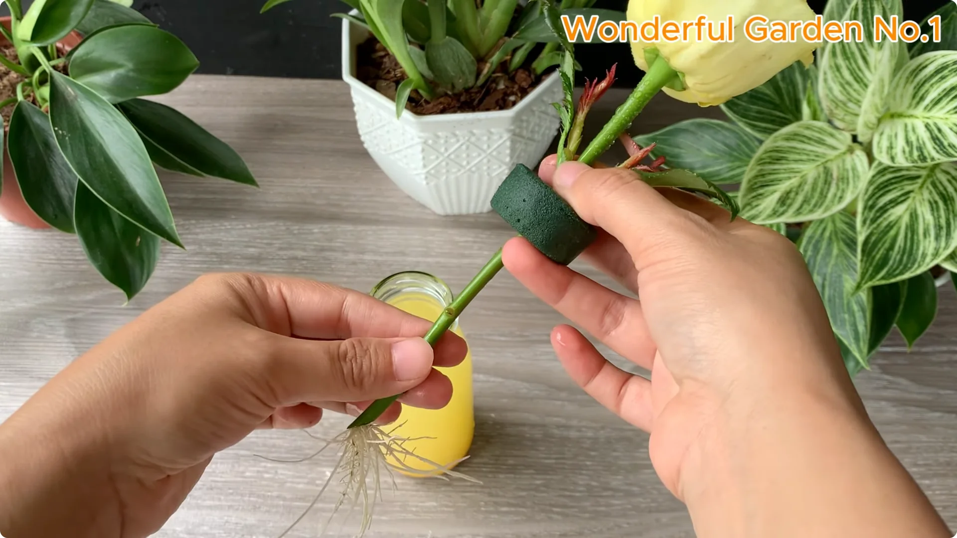 How 1 Spoon Helps Rose Branches Grow and Bloom Quickly screenshot 10