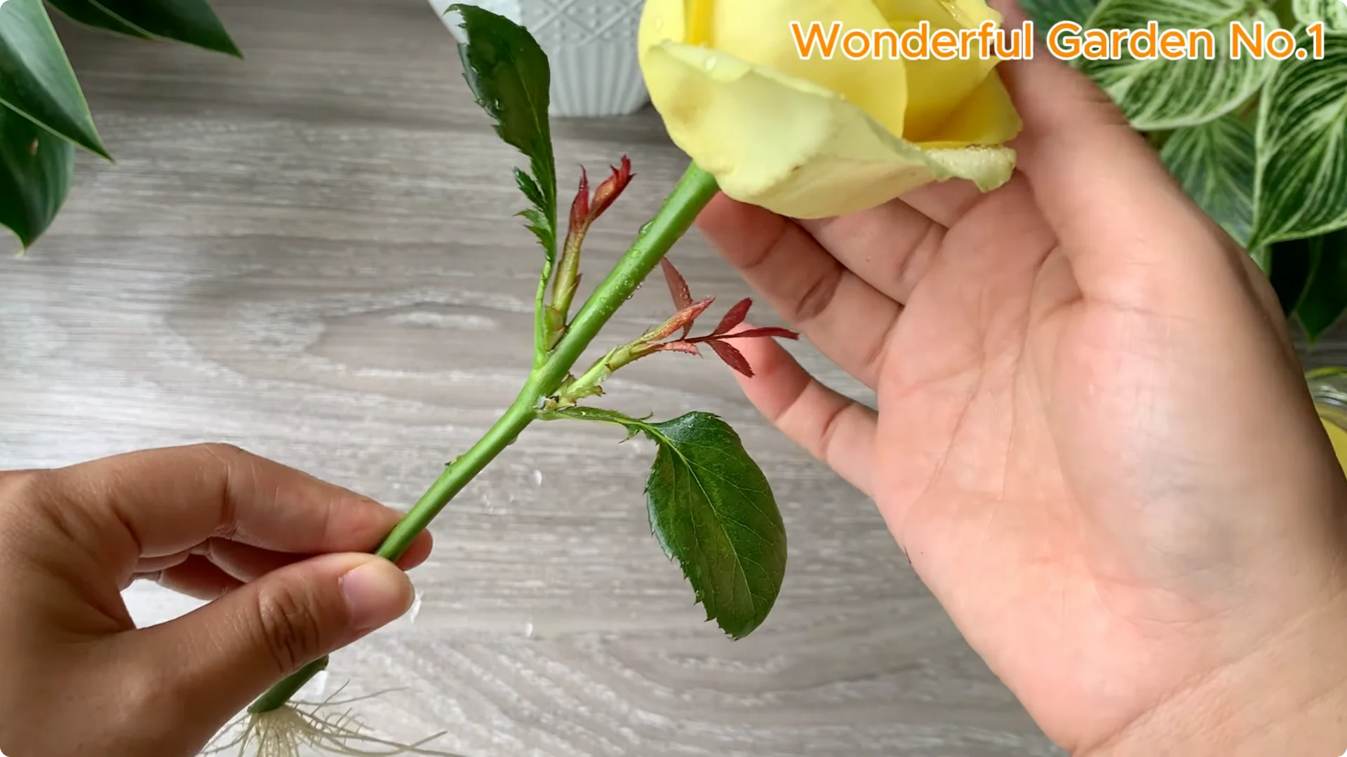 How 1 Spoon Helps Rose Branches Grow and Bloom Quickly screenshot 11