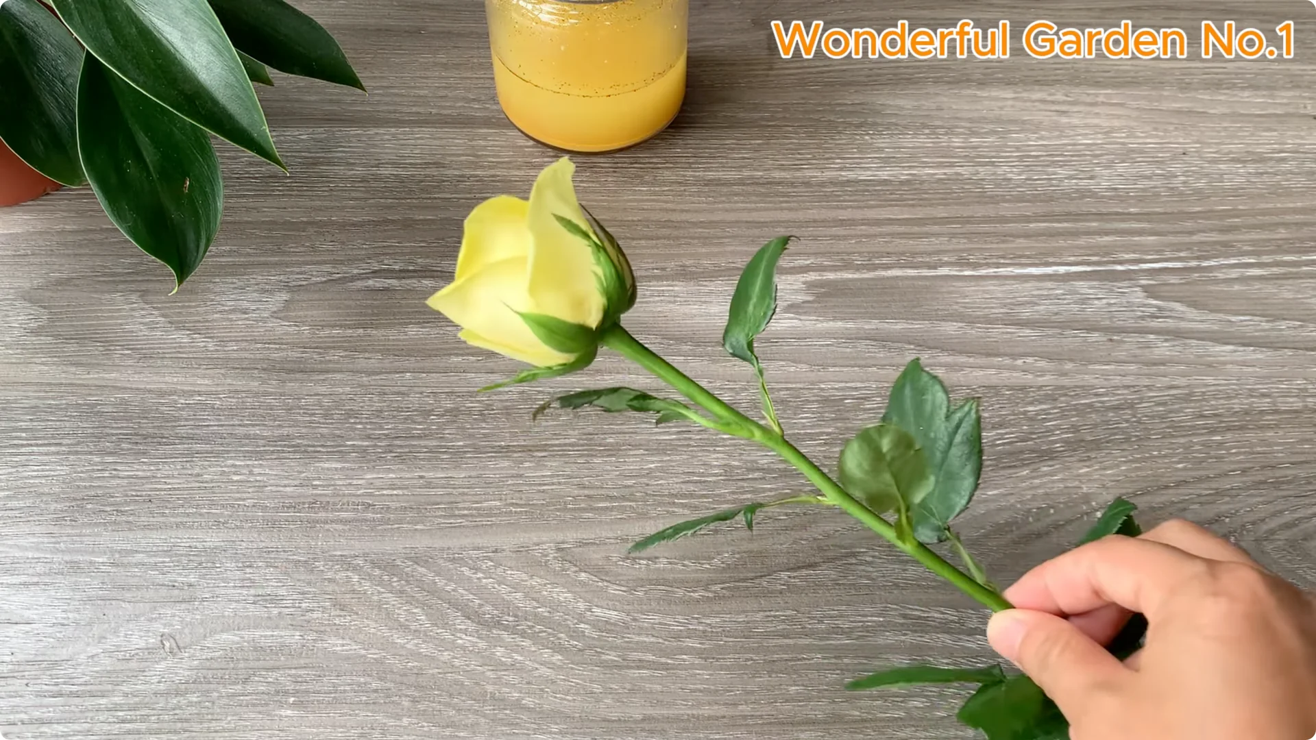 How 1 Spoon Helps Rose Branches Grow and Bloom Quickly screenshot 4