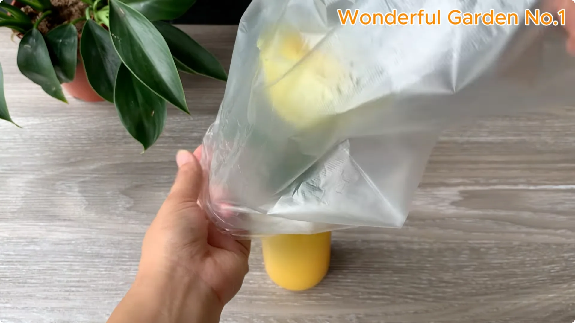 How 1 Spoon Helps Rose Branches Grow and Bloom Quickly screenshot 9