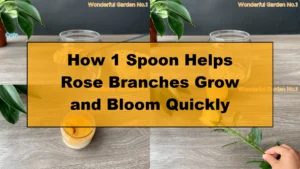 How 1 Spoon Helps Rose Branches Grow and Bloom Quickly - Featured Image
