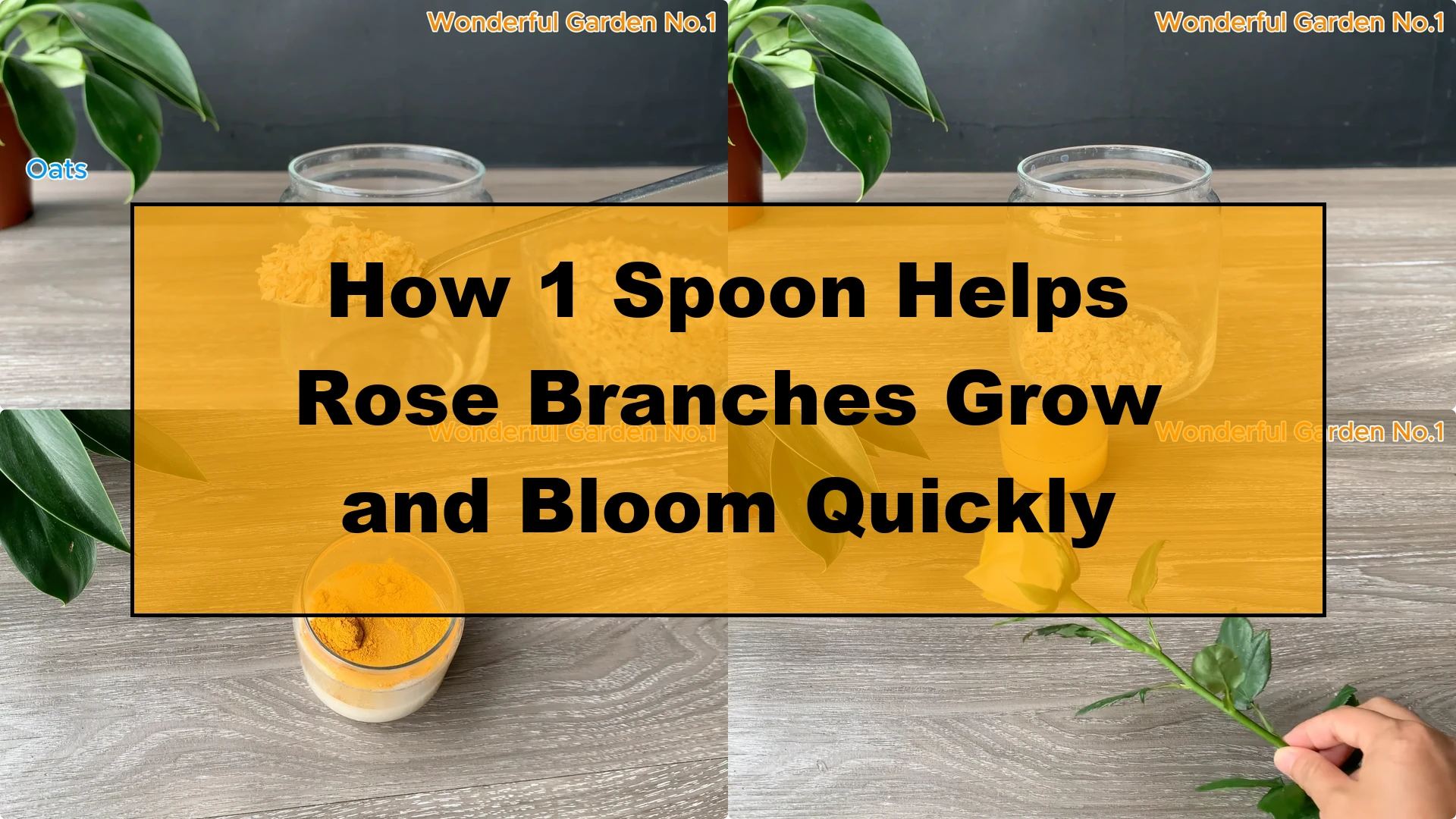 How 1 Spoon Helps Rose Branches Grow and Bloom Quickly - Featured Image