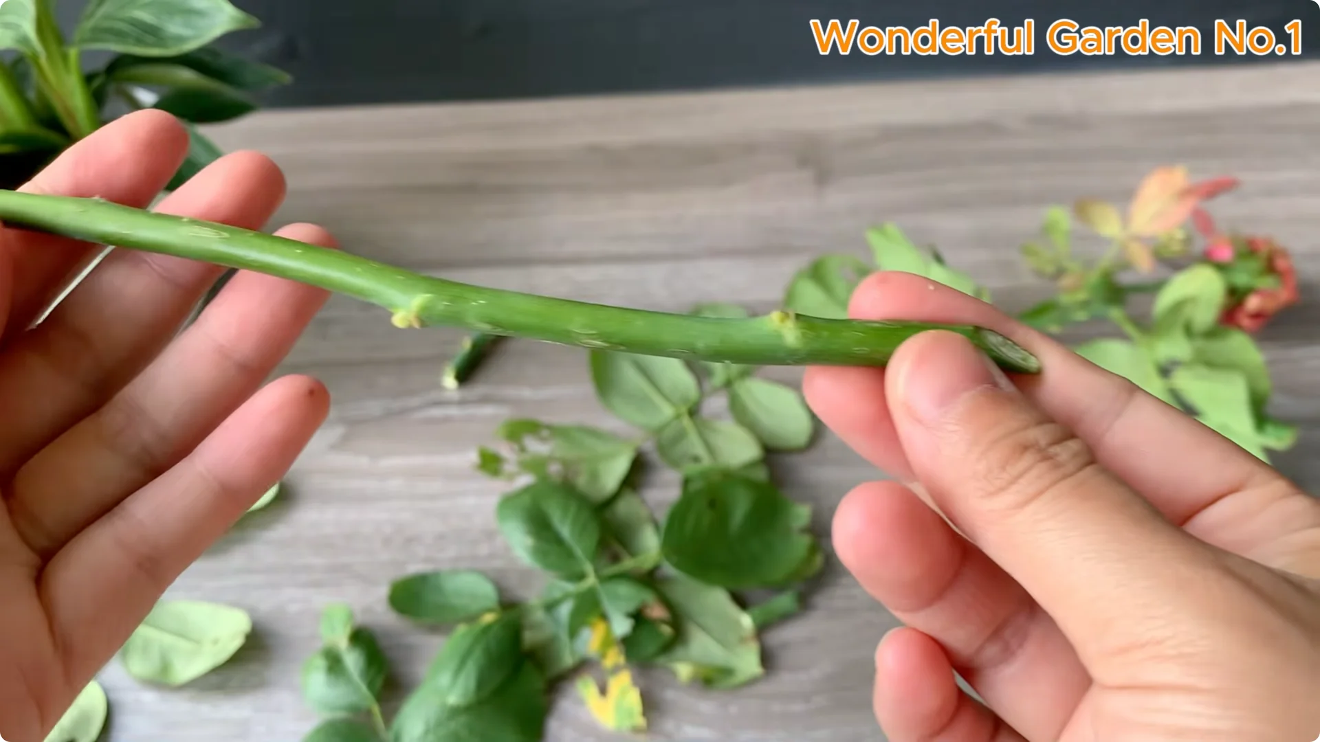 How a Potato Helped a Rose Branch Grow 100 Roots Fast screenshot 1