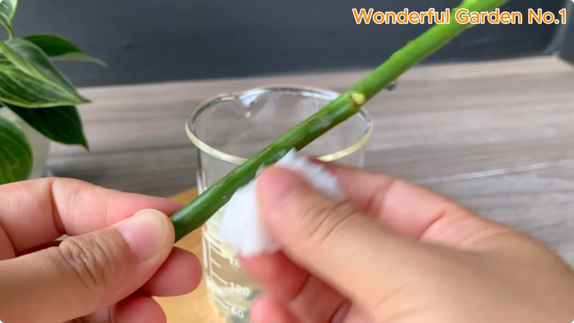 How a Potato Helped a Rose Branch Grow 100 Roots Fast screenshot 2