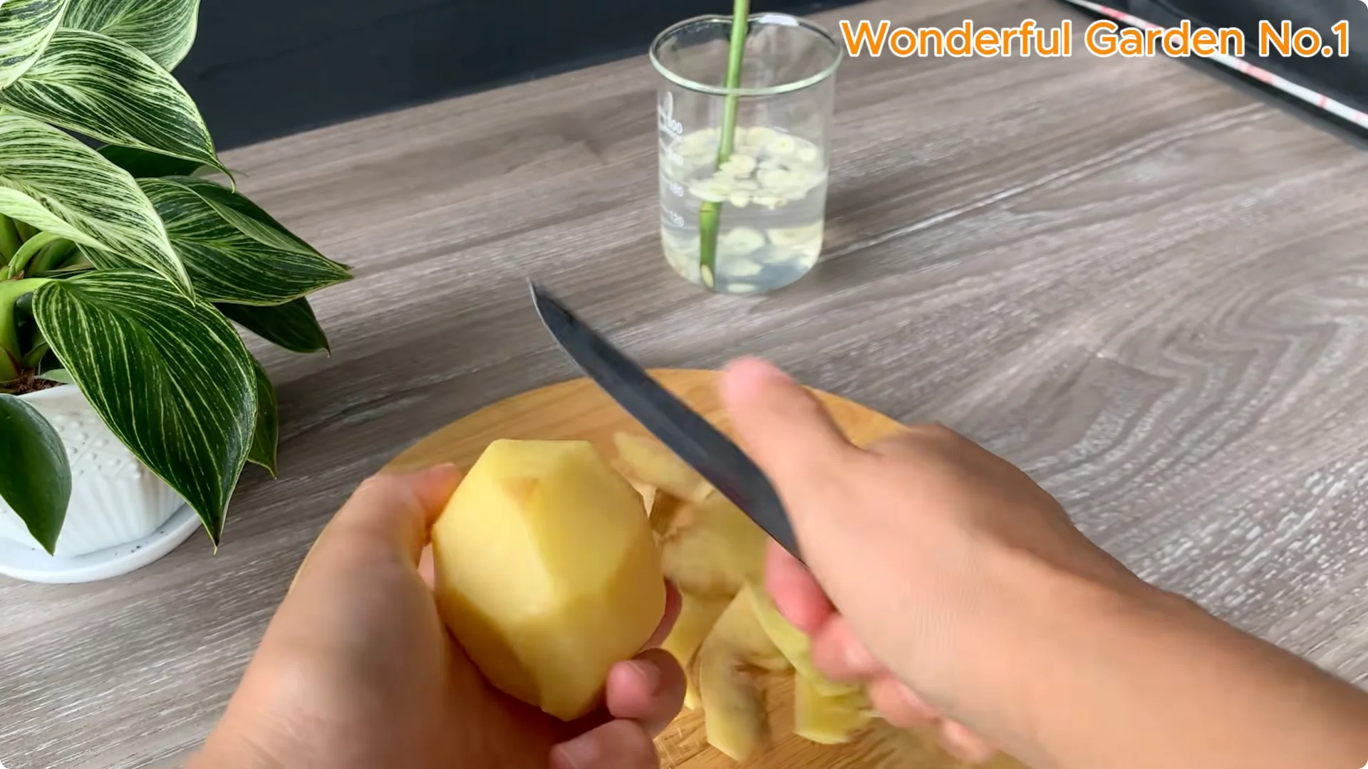 How a Potato Helped a Rose Branch Grow 100 Roots Fast screenshot 3