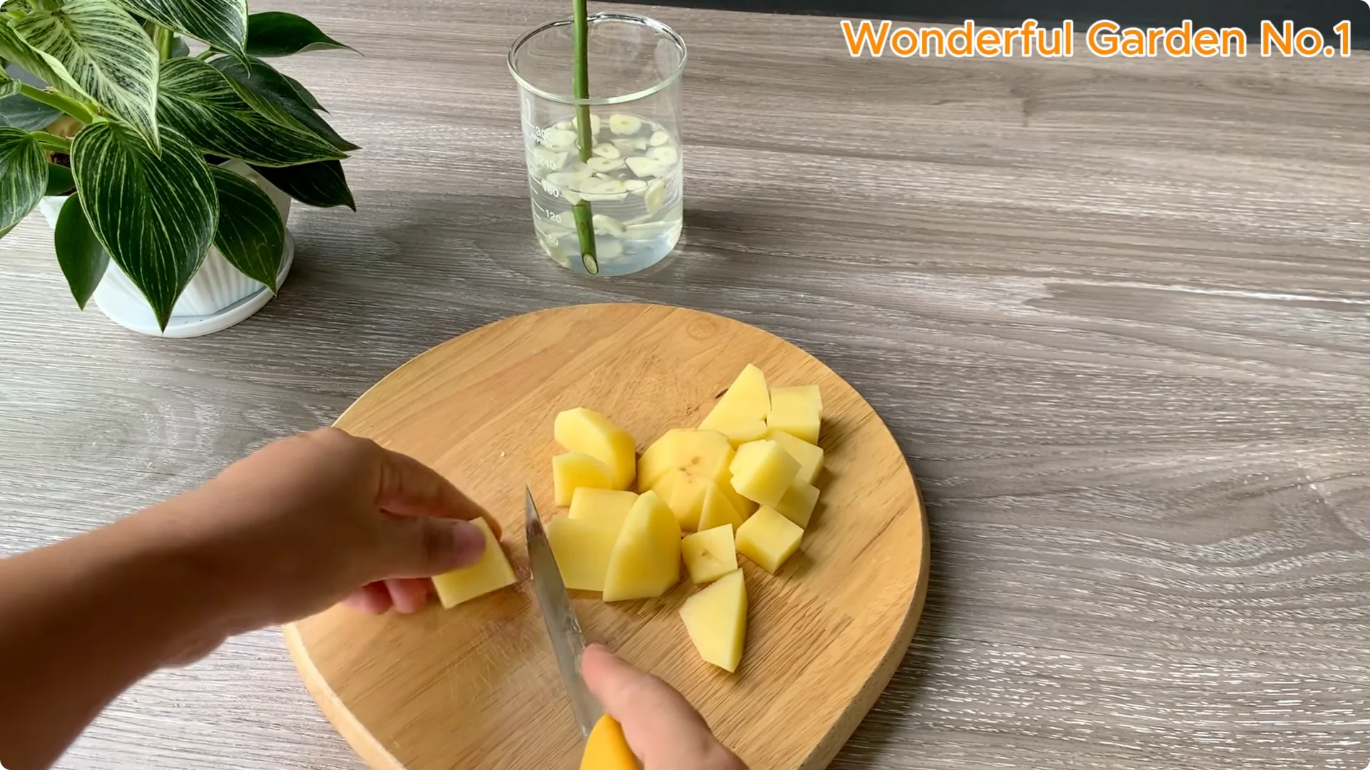 How a Potato Helped a Rose Branch Grow 100 Roots Fast screenshot 4