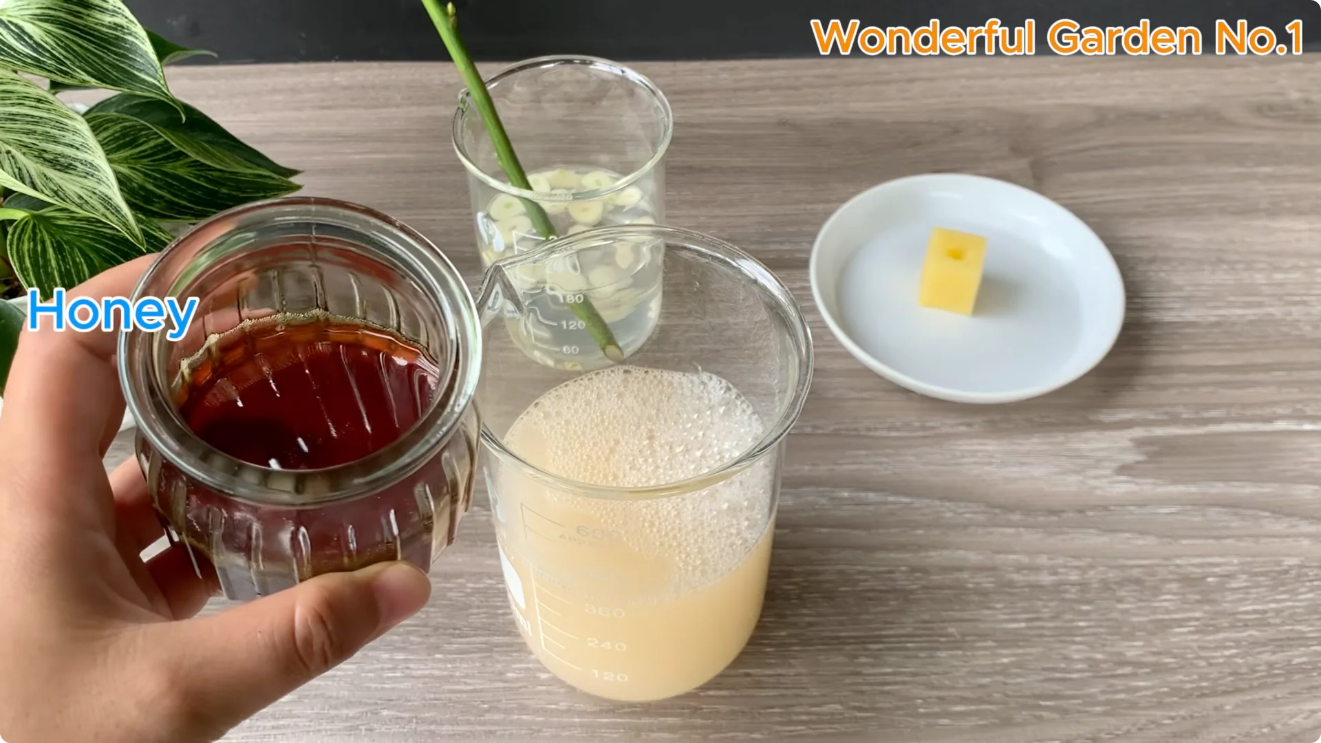 How a Potato Helped a Rose Branch Grow 100 Roots Fast screenshot 5