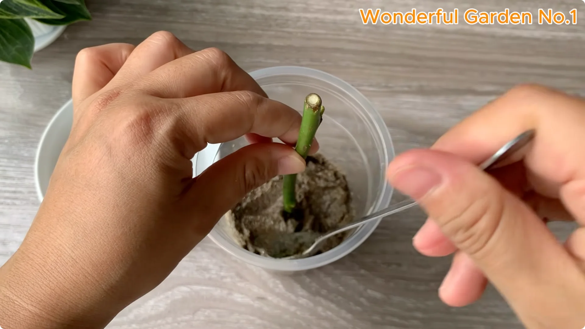 How a Potato Helped a Rose Branch Grow 100 Roots Fast screenshot 6