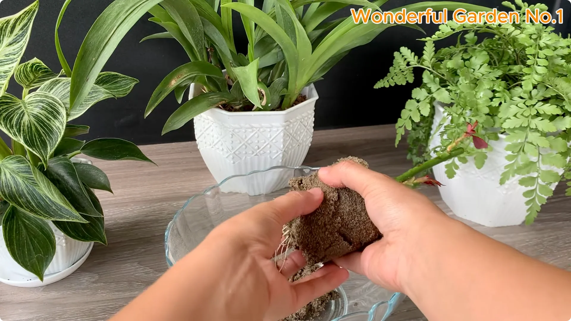 How a Potato Helped a Rose Branch Grow 100 Roots Fast screenshot 7