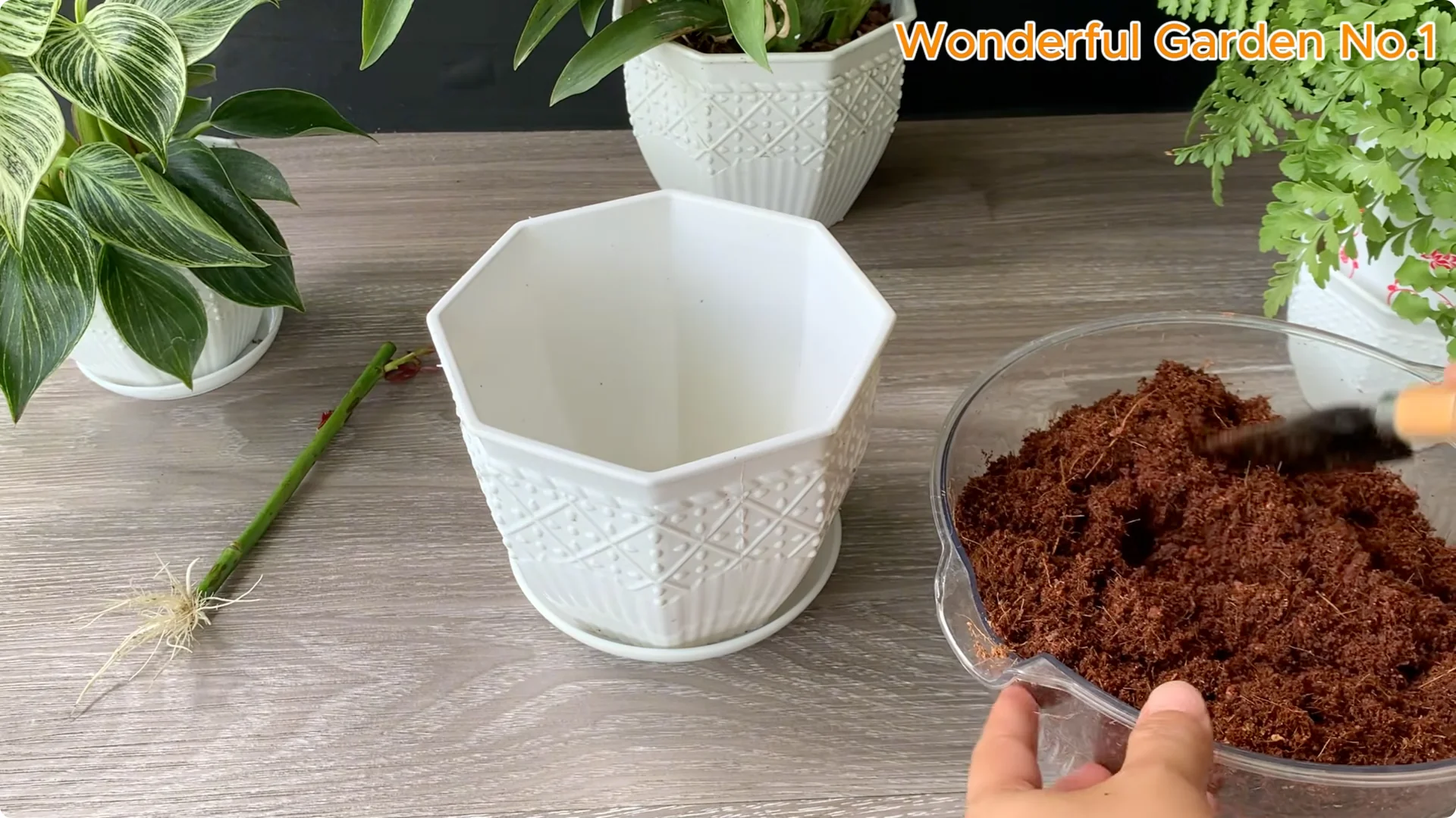 How a Potato Helped a Rose Branch Grow 100 Roots Fast screenshot 8