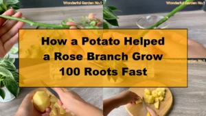 How a Potato Helped a Rose Branch Grow 100 Roots Fast - Featured Image