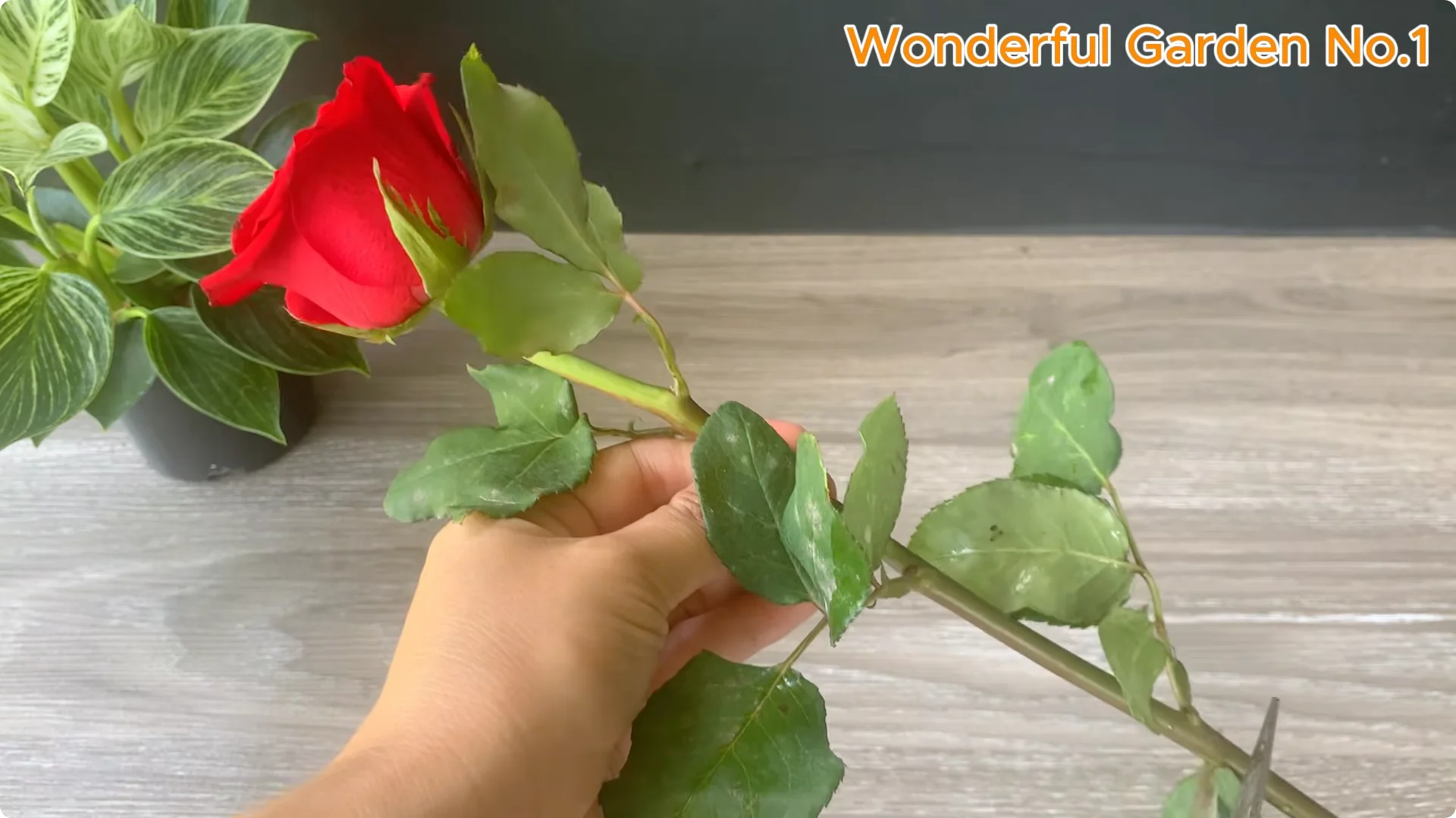 How Just 1 Cup Helps Rose Cuttings Root and Bloom Year-Round screenshot 1