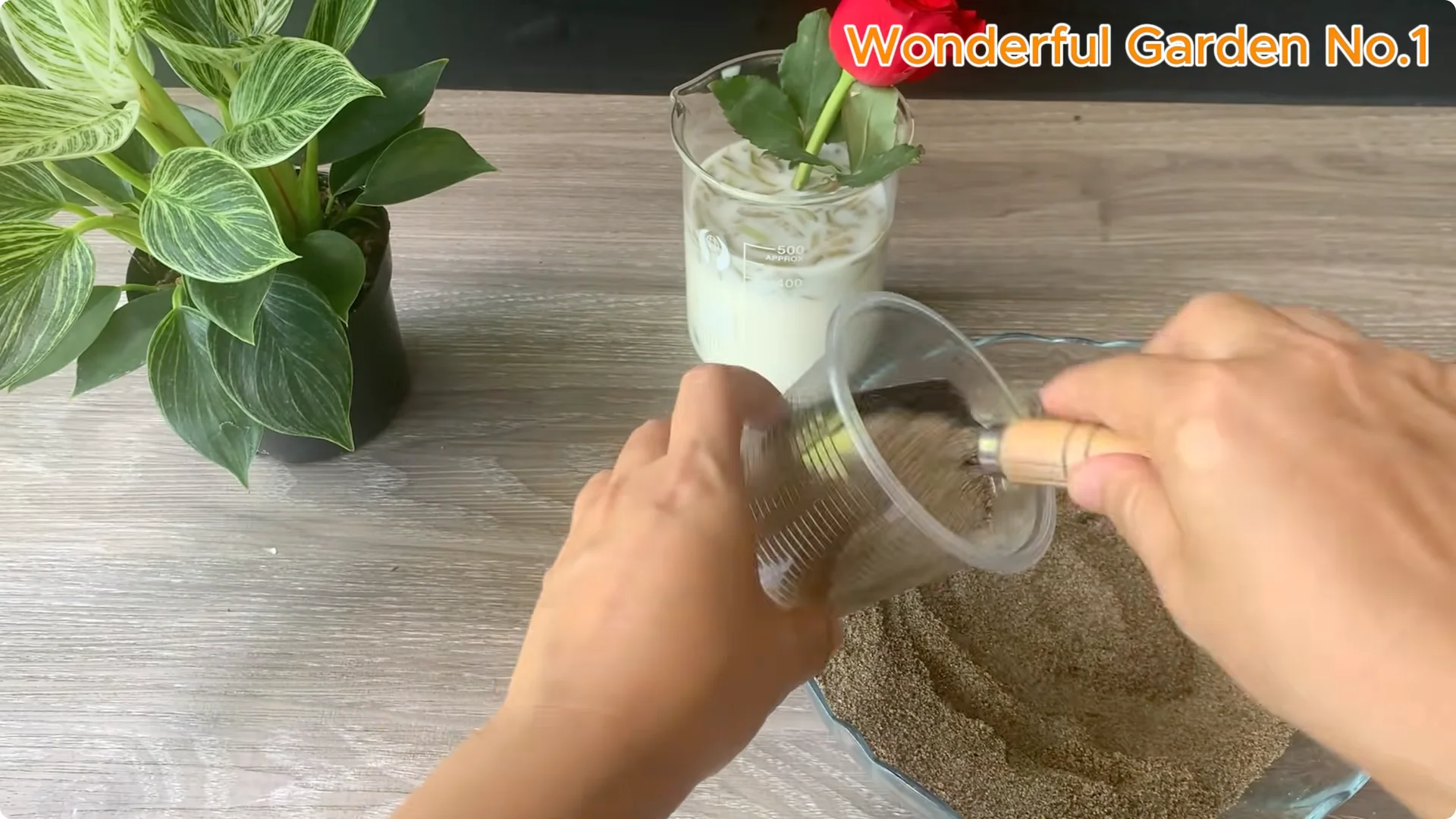 How Just 1 Cup Helps Rose Cuttings Root and Bloom Year-Round screenshot 10