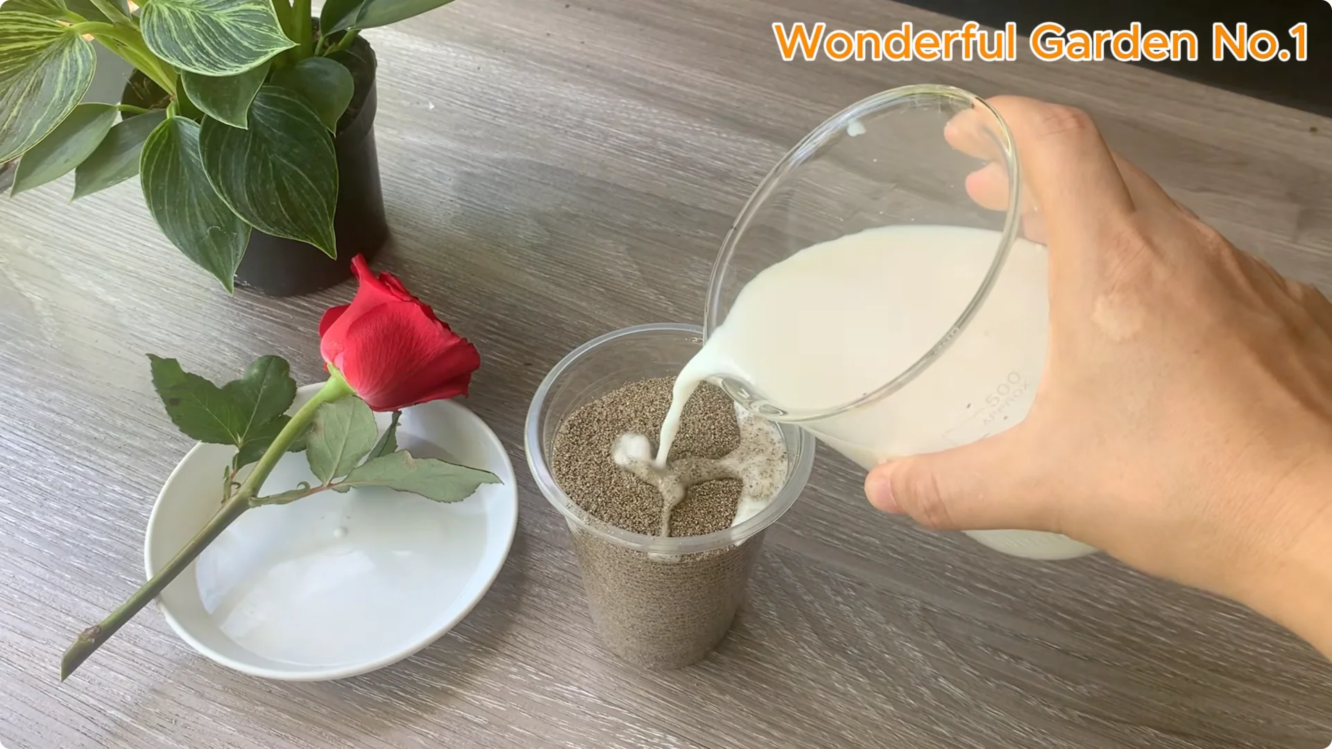 How Just 1 Cup Helps Rose Cuttings Root and Bloom Year-Round screenshot 11