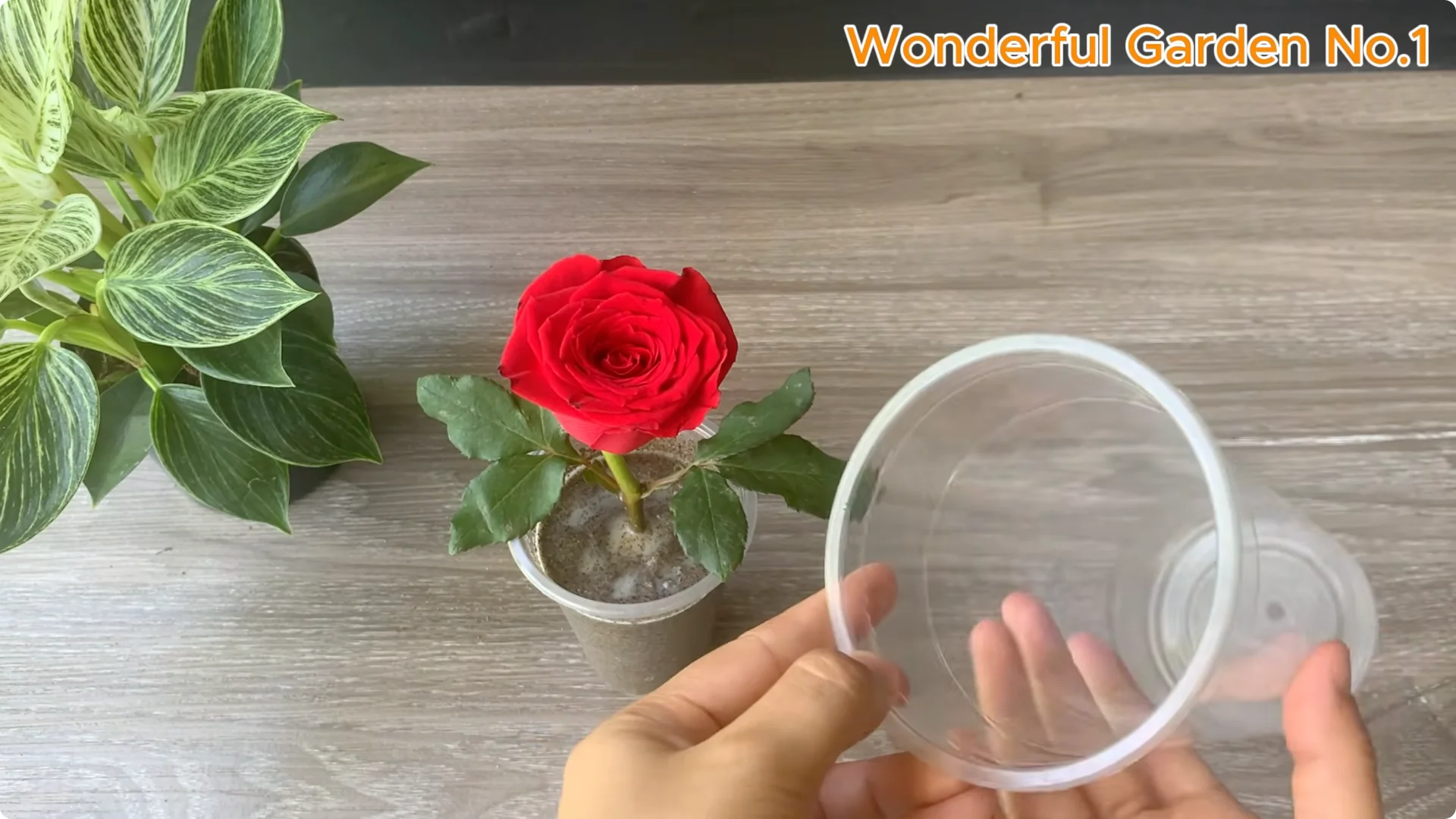 How Just 1 Cup Helps Rose Cuttings Root and Bloom Year-Round screenshot 12