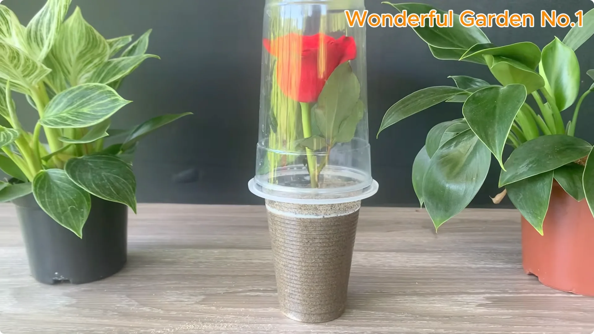 How Just 1 Cup Helps Rose Cuttings Root and Bloom Year-Round screenshot 13