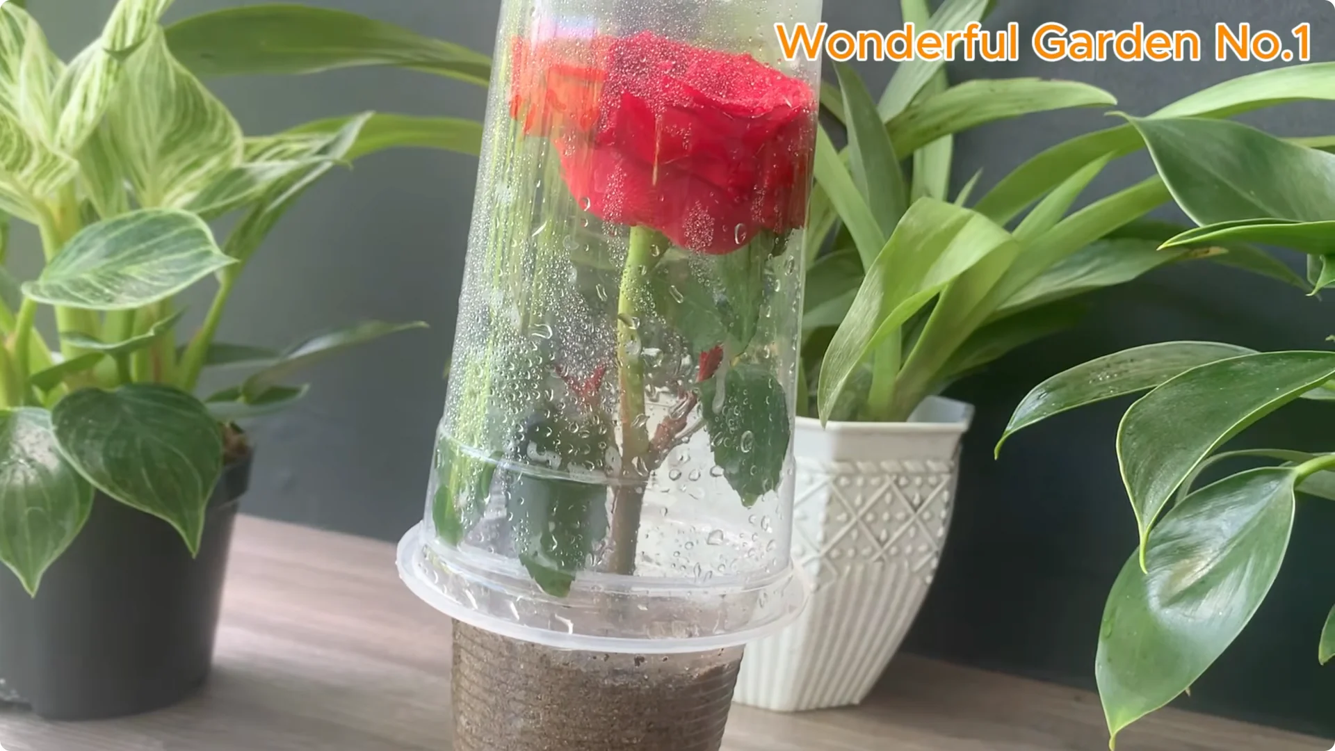 How Just 1 Cup Helps Rose Cuttings Root and Bloom Year-Round screenshot 14