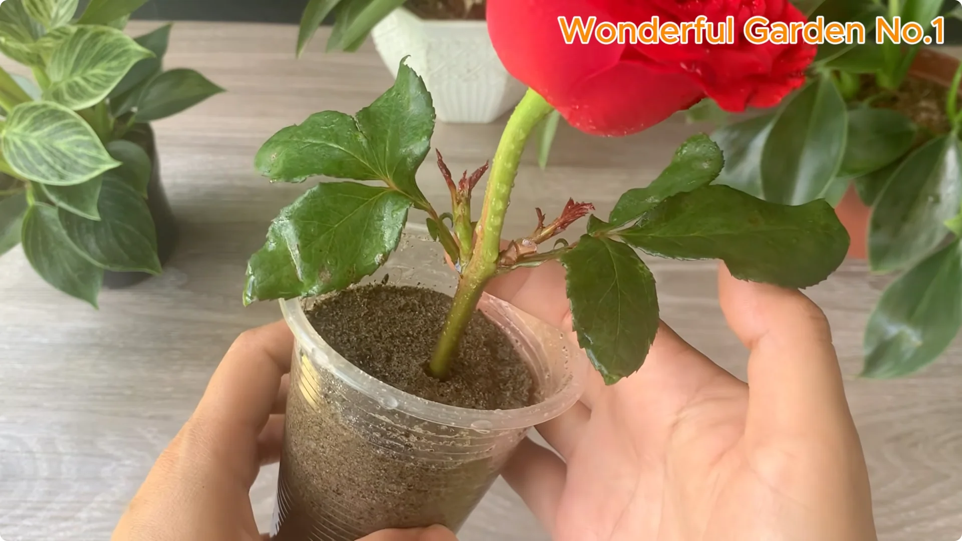 How Just 1 Cup Helps Rose Cuttings Root and Bloom Year-Round screenshot 15