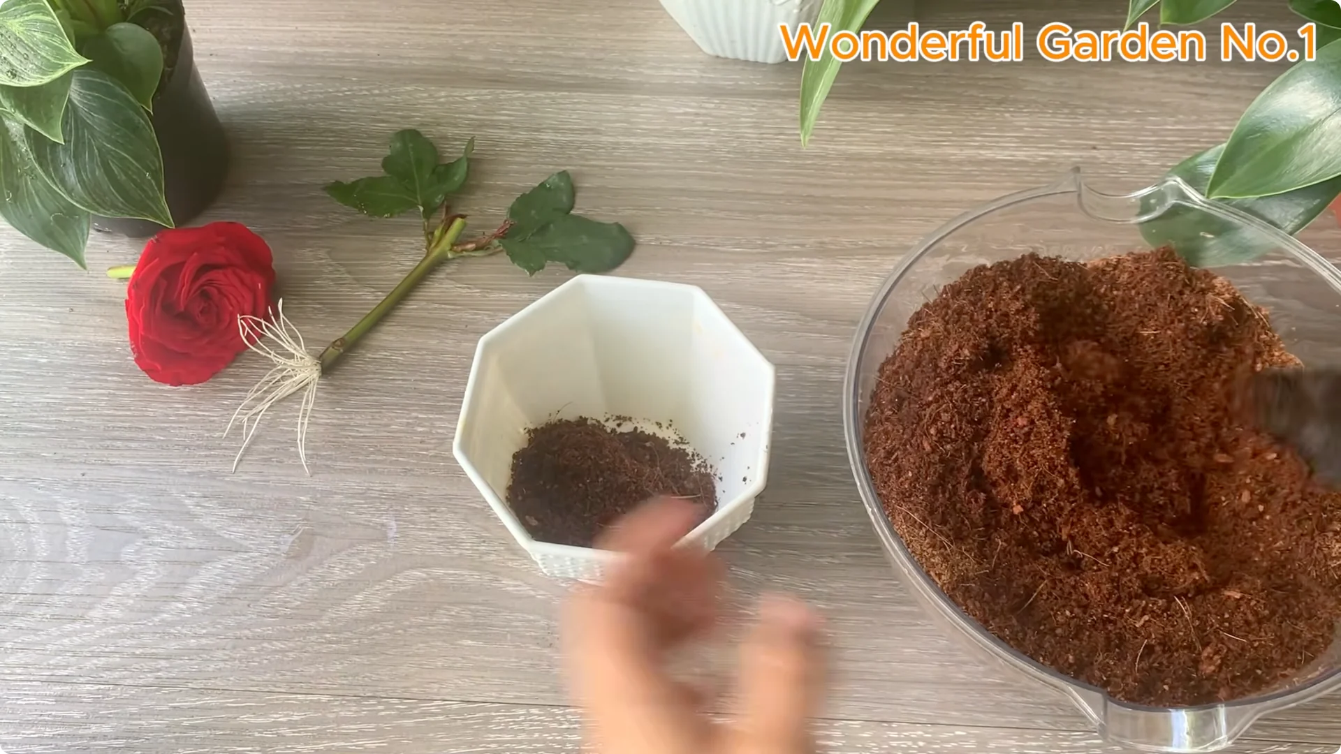How Just 1 Cup Helps Rose Cuttings Root and Bloom Year-Round screenshot 16