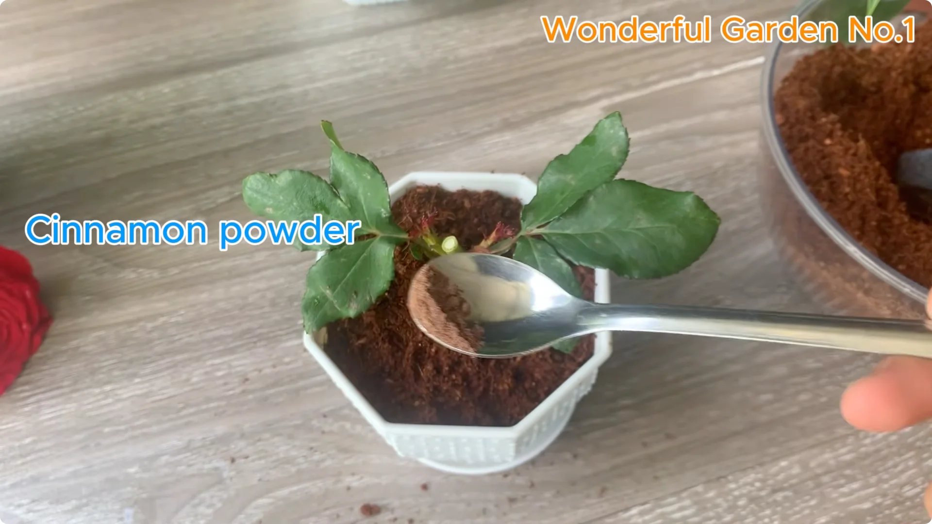 How Just 1 Cup Helps Rose Cuttings Root and Bloom Year-Round screenshot 17