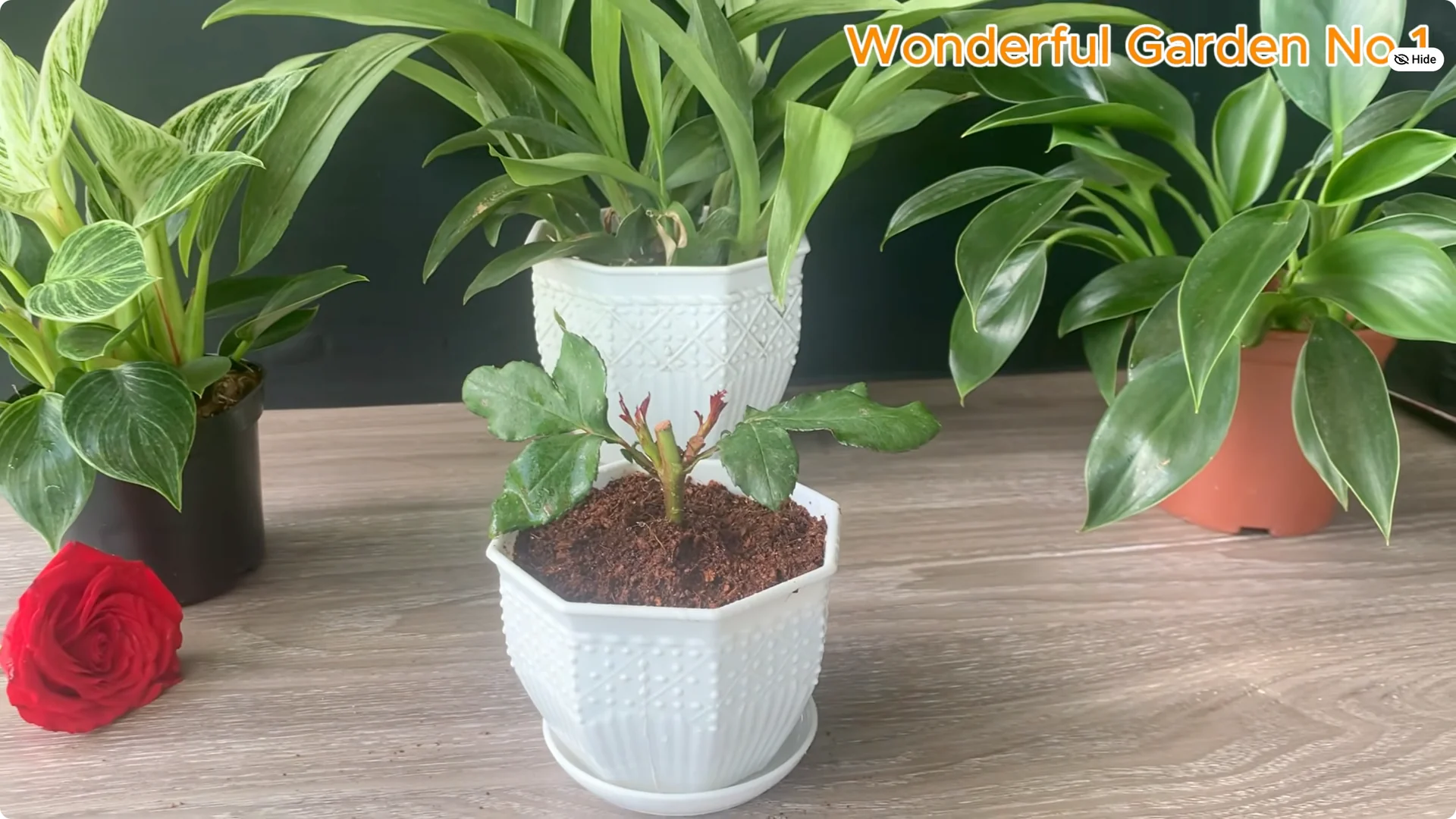 How Just 1 Cup Helps Rose Cuttings Root and Bloom Year-Round screenshot 18