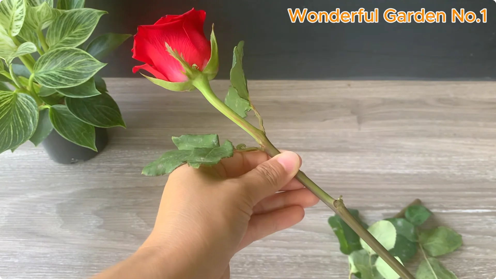 How Just 1 Cup Helps Rose Cuttings Root and Bloom Year-Round screenshot 2