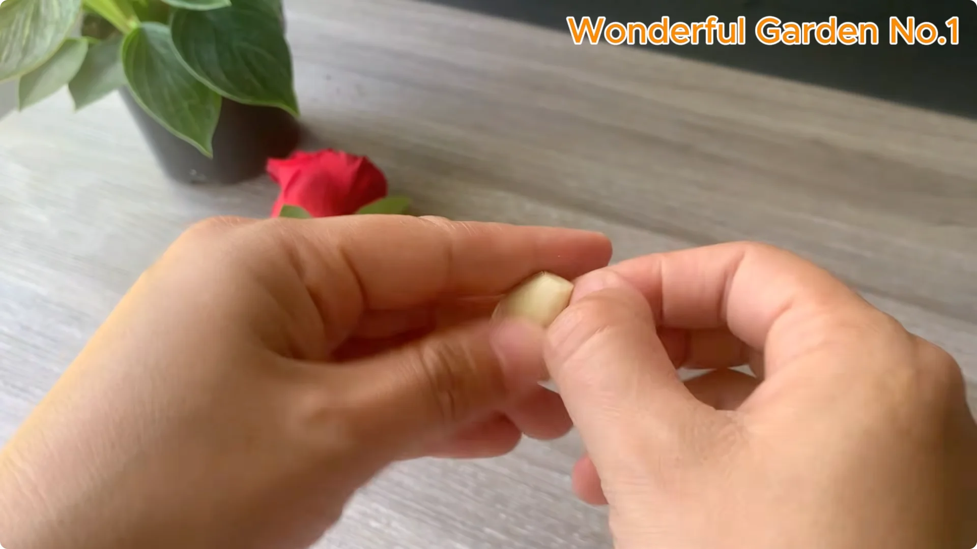 How Just 1 Cup Helps Rose Cuttings Root and Bloom Year-Round screenshot 3