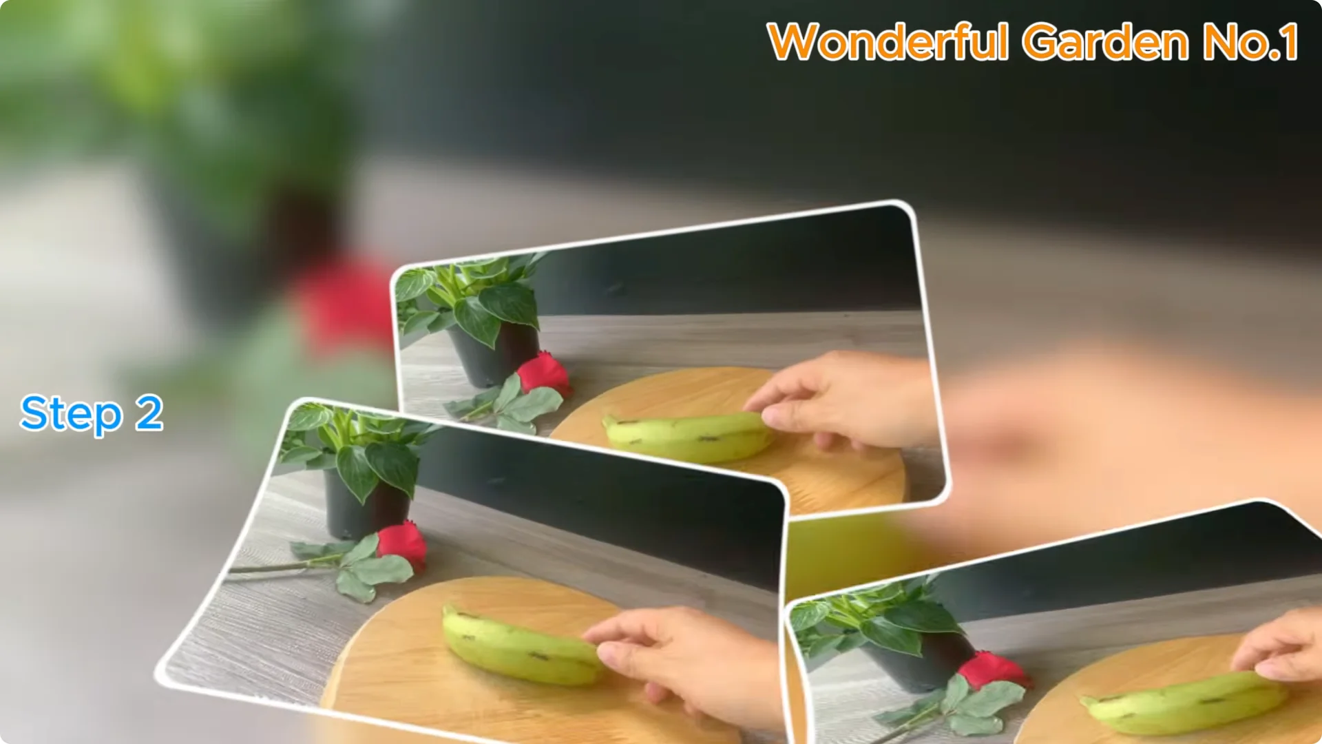 How Just 1 Cup Helps Rose Cuttings Root and Bloom Year-Round screenshot 4