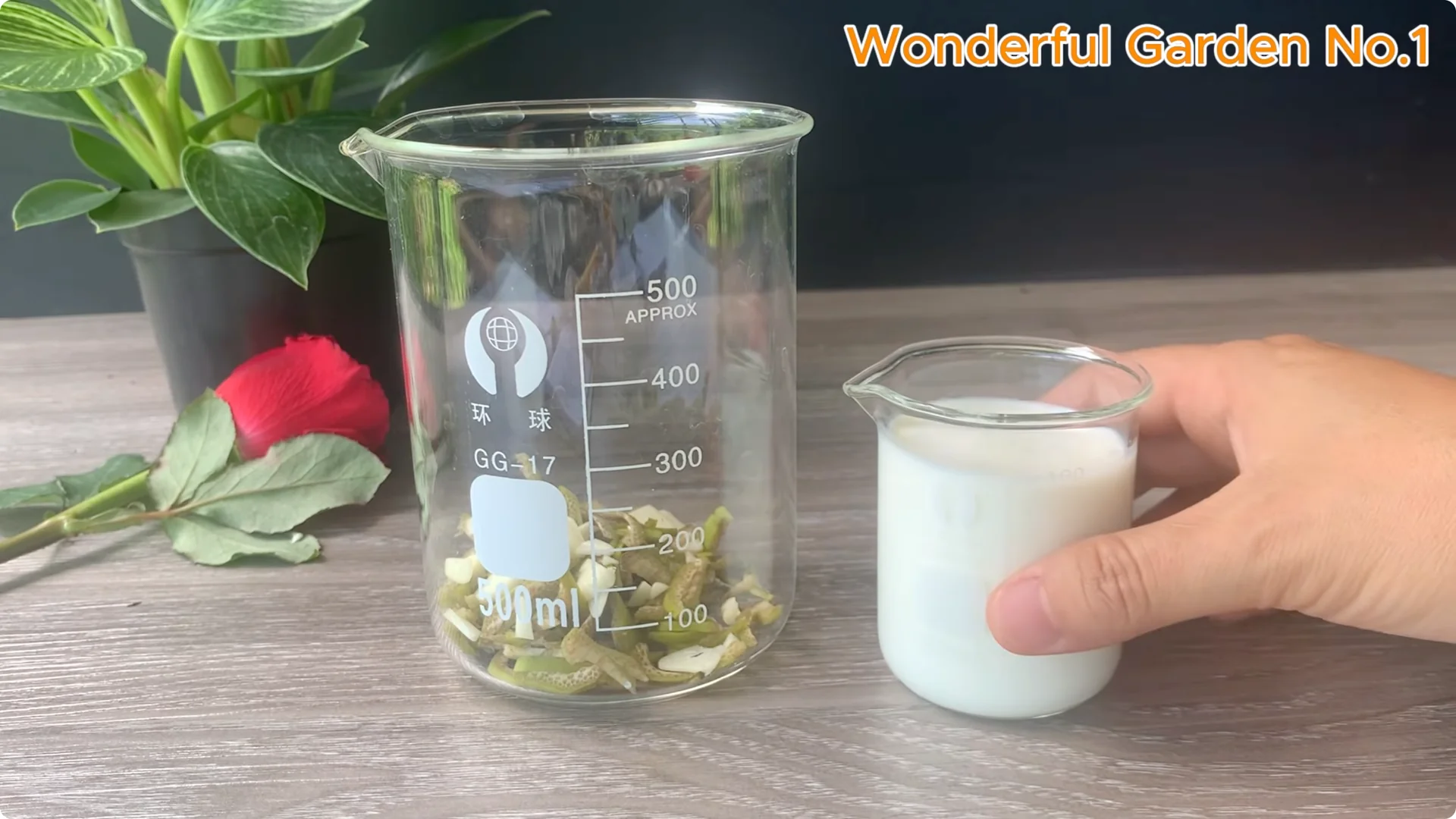 How Just 1 Cup Helps Rose Cuttings Root and Bloom Year-Round screenshot 6