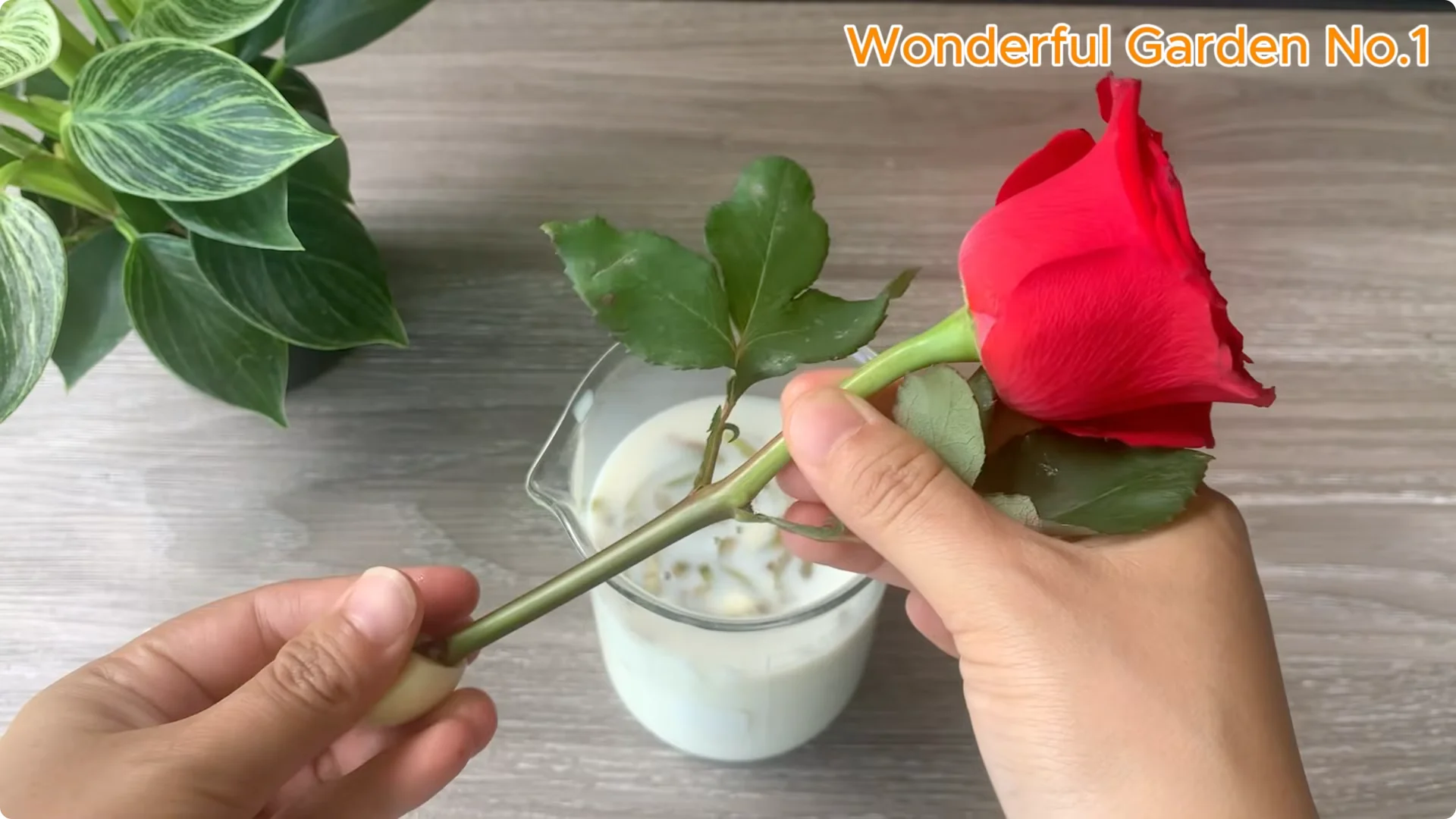 How Just 1 Cup Helps Rose Cuttings Root and Bloom Year-Round screenshot 8