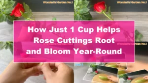 How Just 1 Cup Helps Rose Cuttings Root and Bloom Year-Round - Featured Image