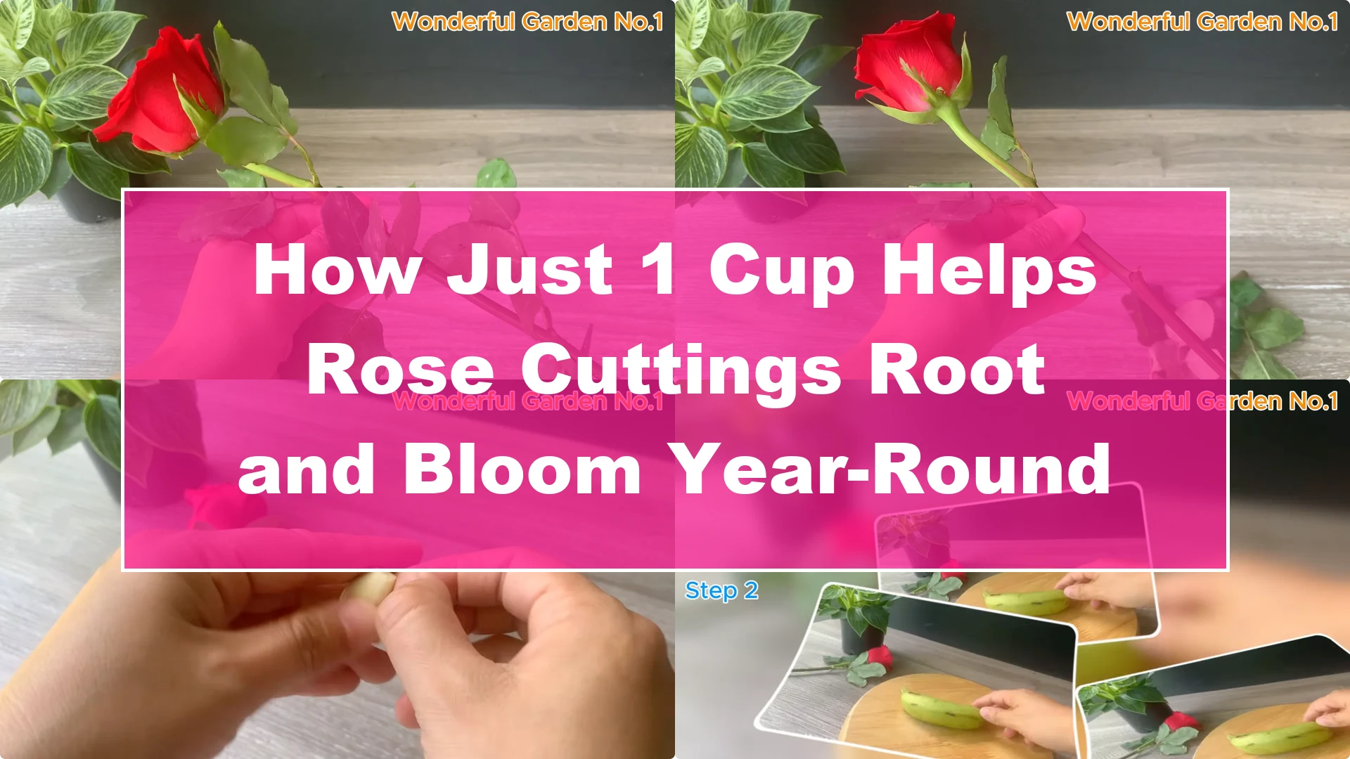 How Just 1 Cup Helps Rose Cuttings Root and Bloom Year-Round - Featured Image