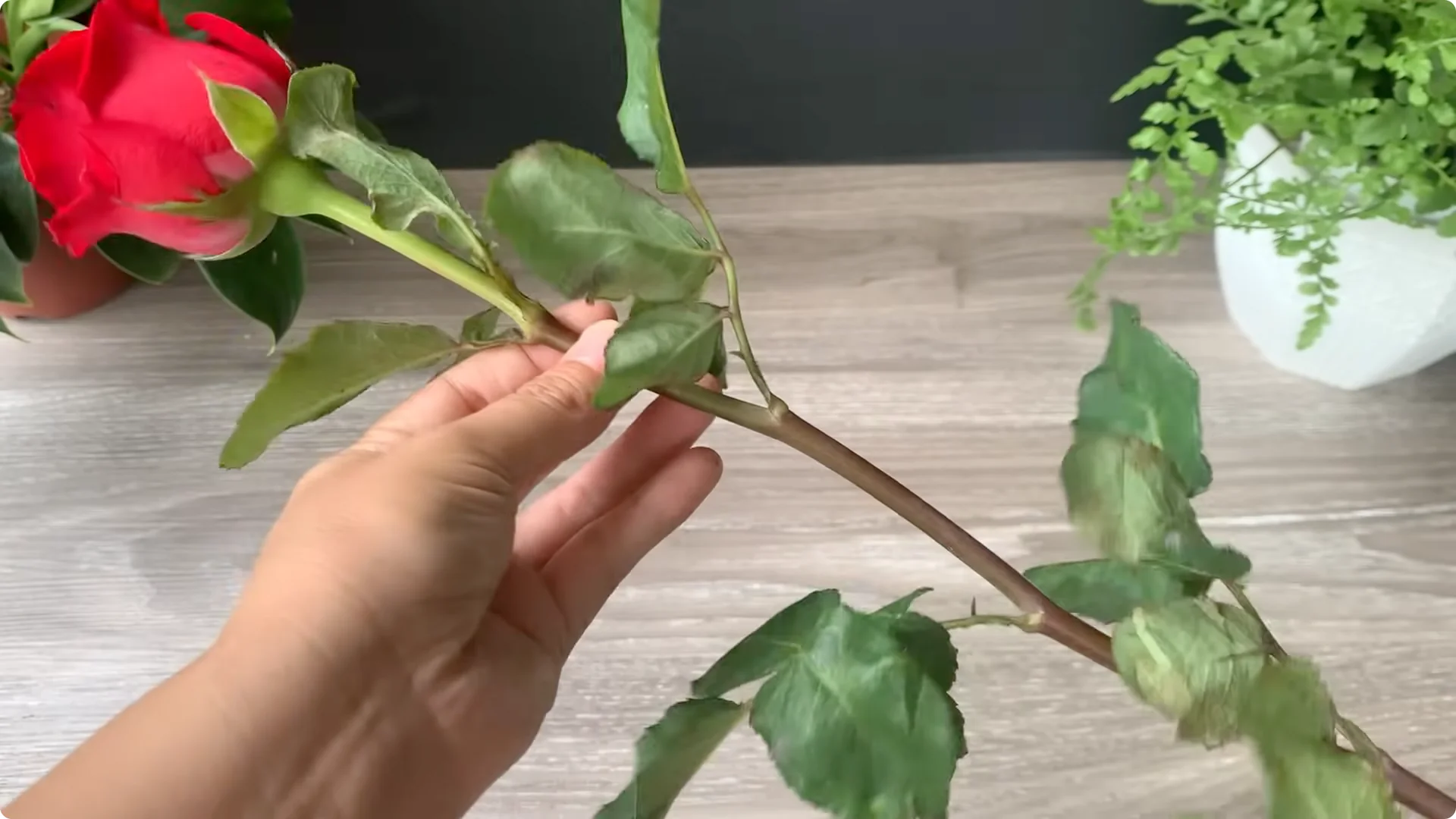 How Onion Water Sparks 100 Roots on a Rose Stem Overnight screenshot 1