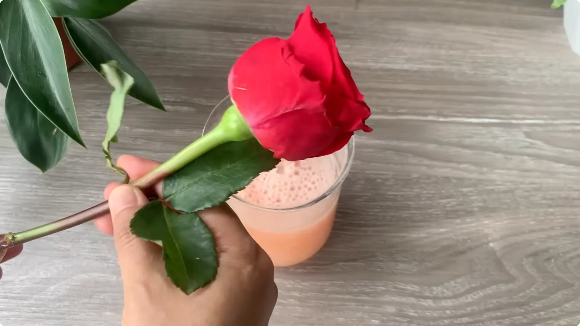 How Onion Water Sparks 100 Roots on a Rose Stem Overnight screenshot 14