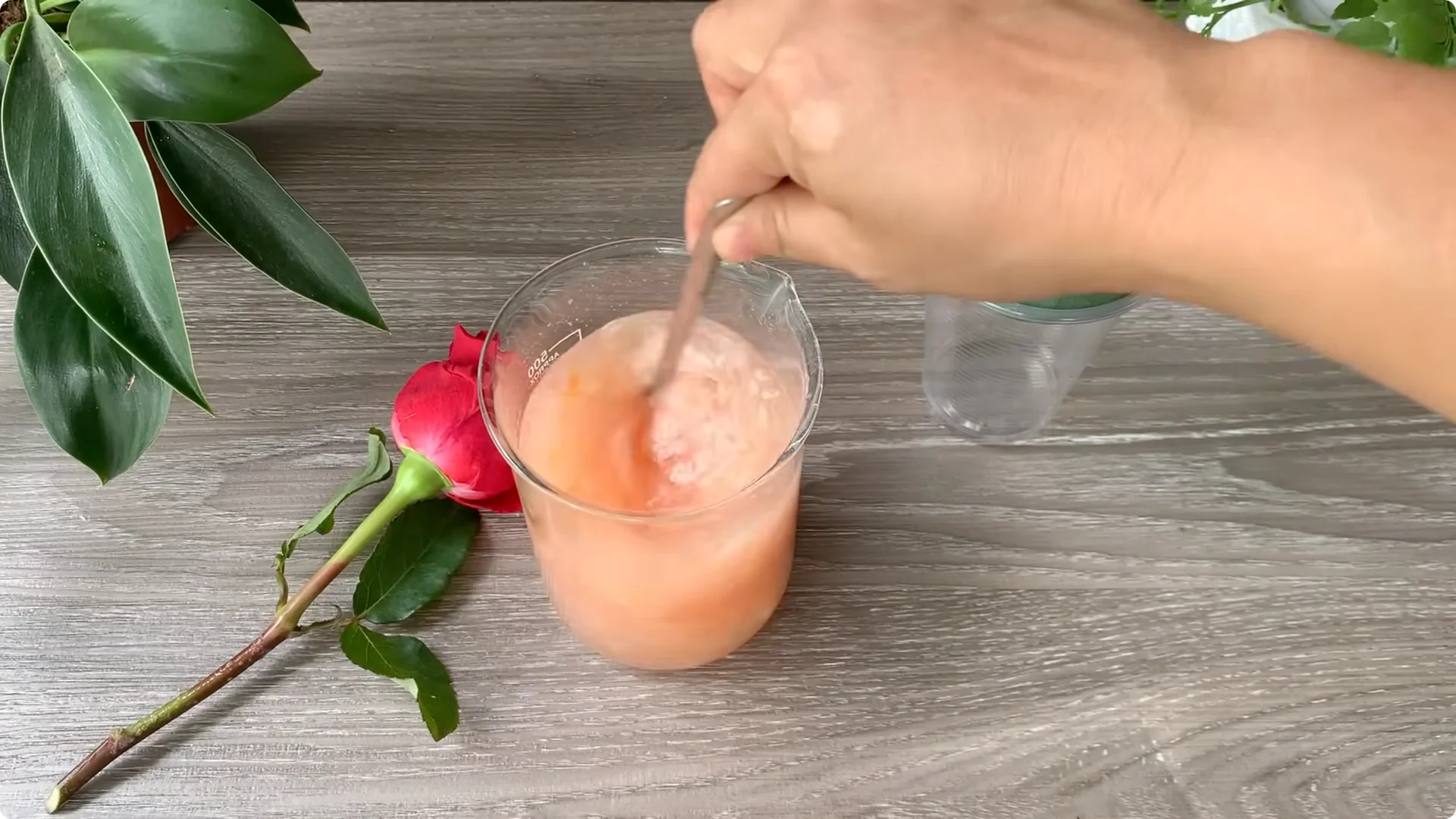 How Onion Water Sparks 100 Roots on a Rose Stem Overnight screenshot 18