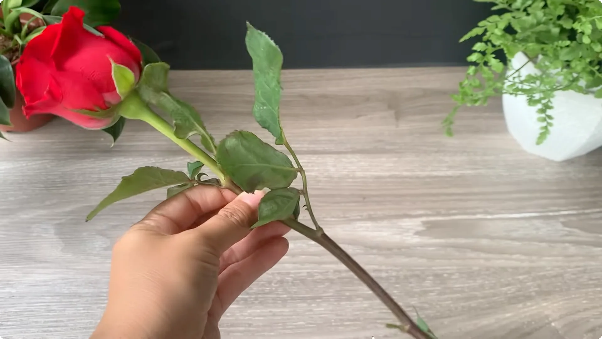 How Onion Water Sparks 100 Roots on a Rose Stem Overnight screenshot 2