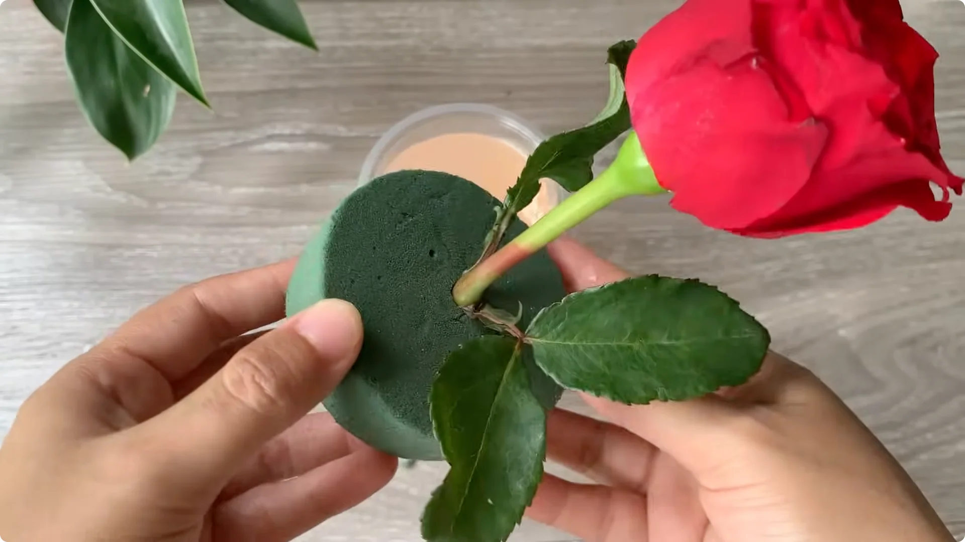 How Onion Water Sparks 100 Roots on a Rose Stem Overnight screenshot 22