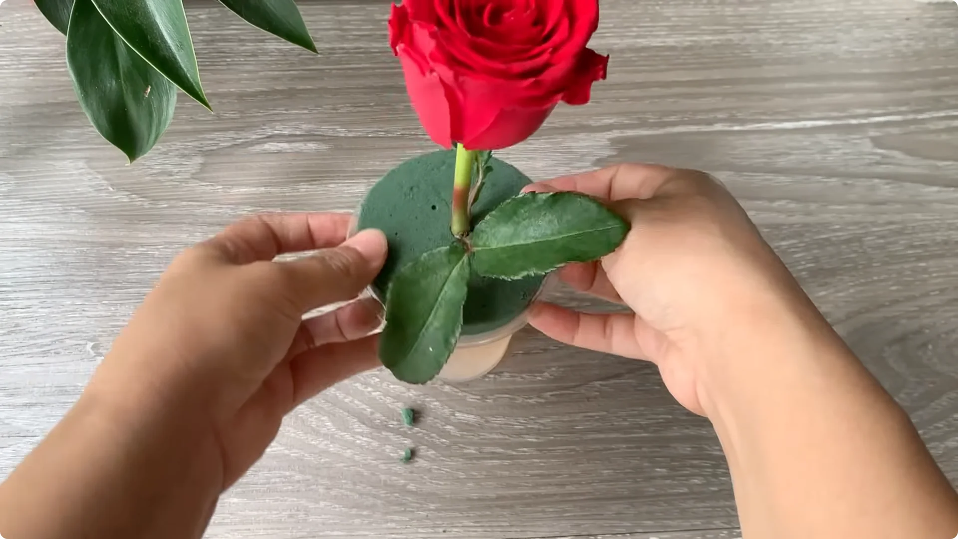 How Onion Water Sparks 100 Roots on a Rose Stem Overnight screenshot 23