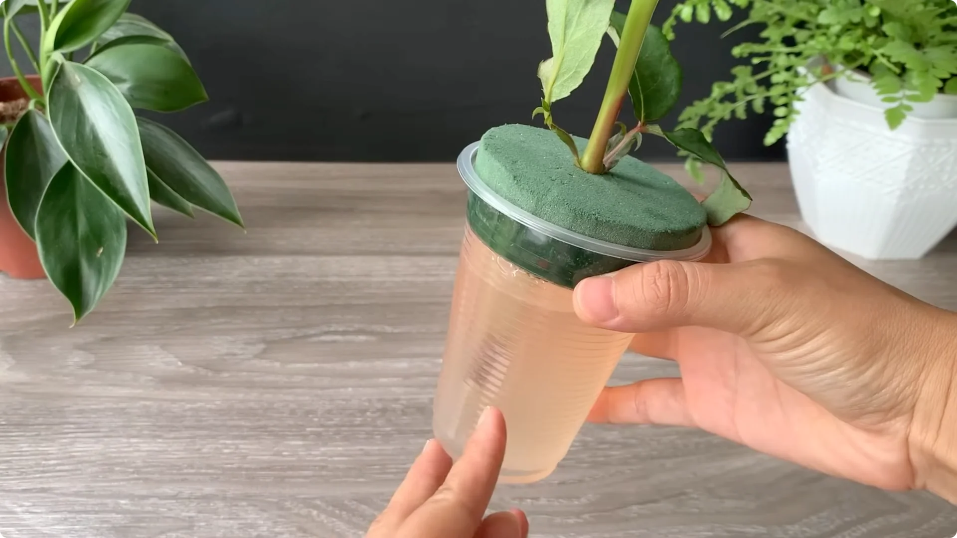 How Onion Water Sparks 100 Roots on a Rose Stem Overnight screenshot 24