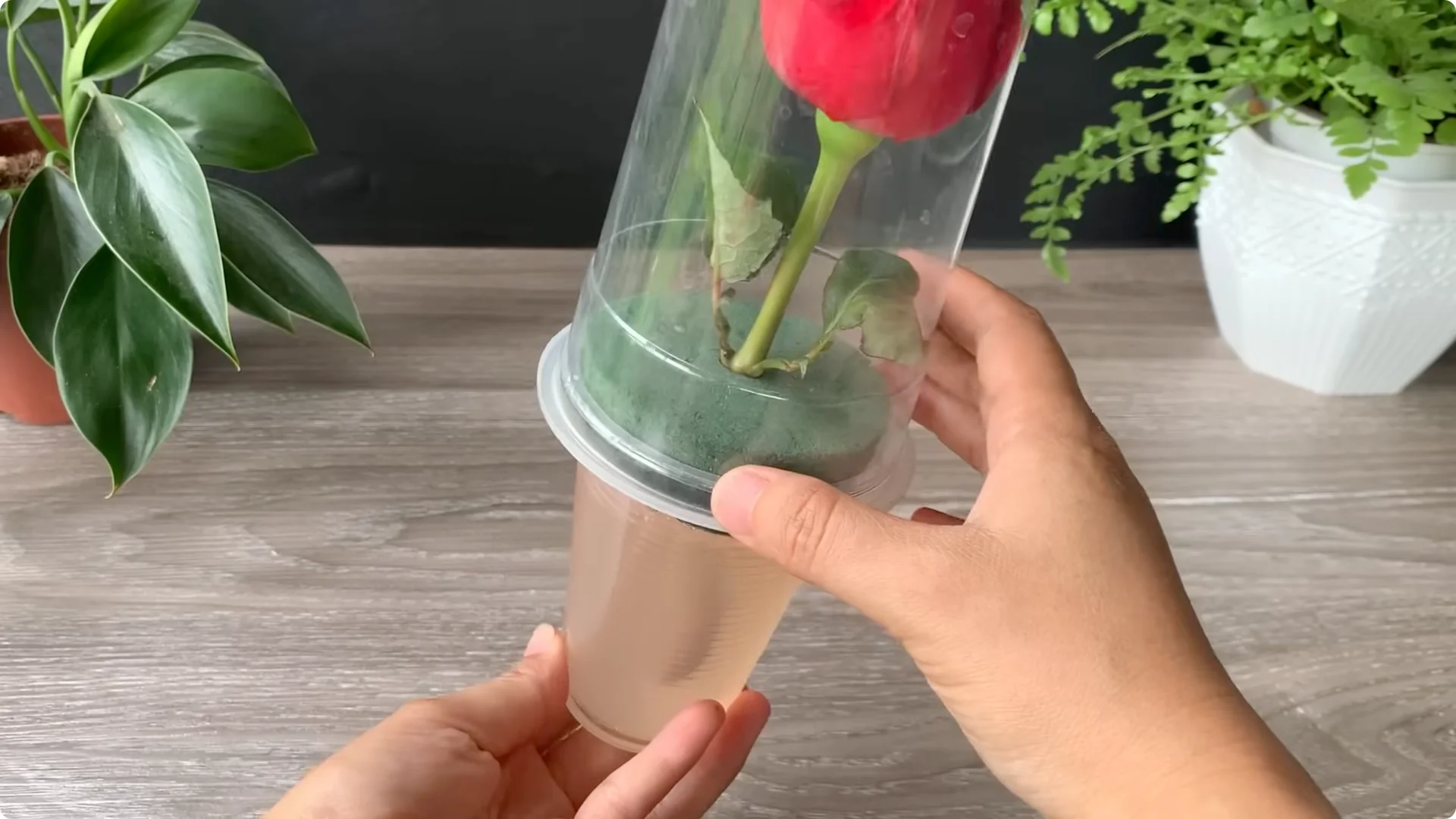 How Onion Water Sparks 100 Roots on a Rose Stem Overnight screenshot 26