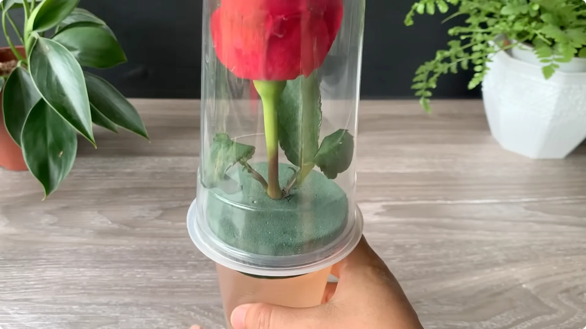 How Onion Water Sparks 100 Roots on a Rose Stem Overnight screenshot 27