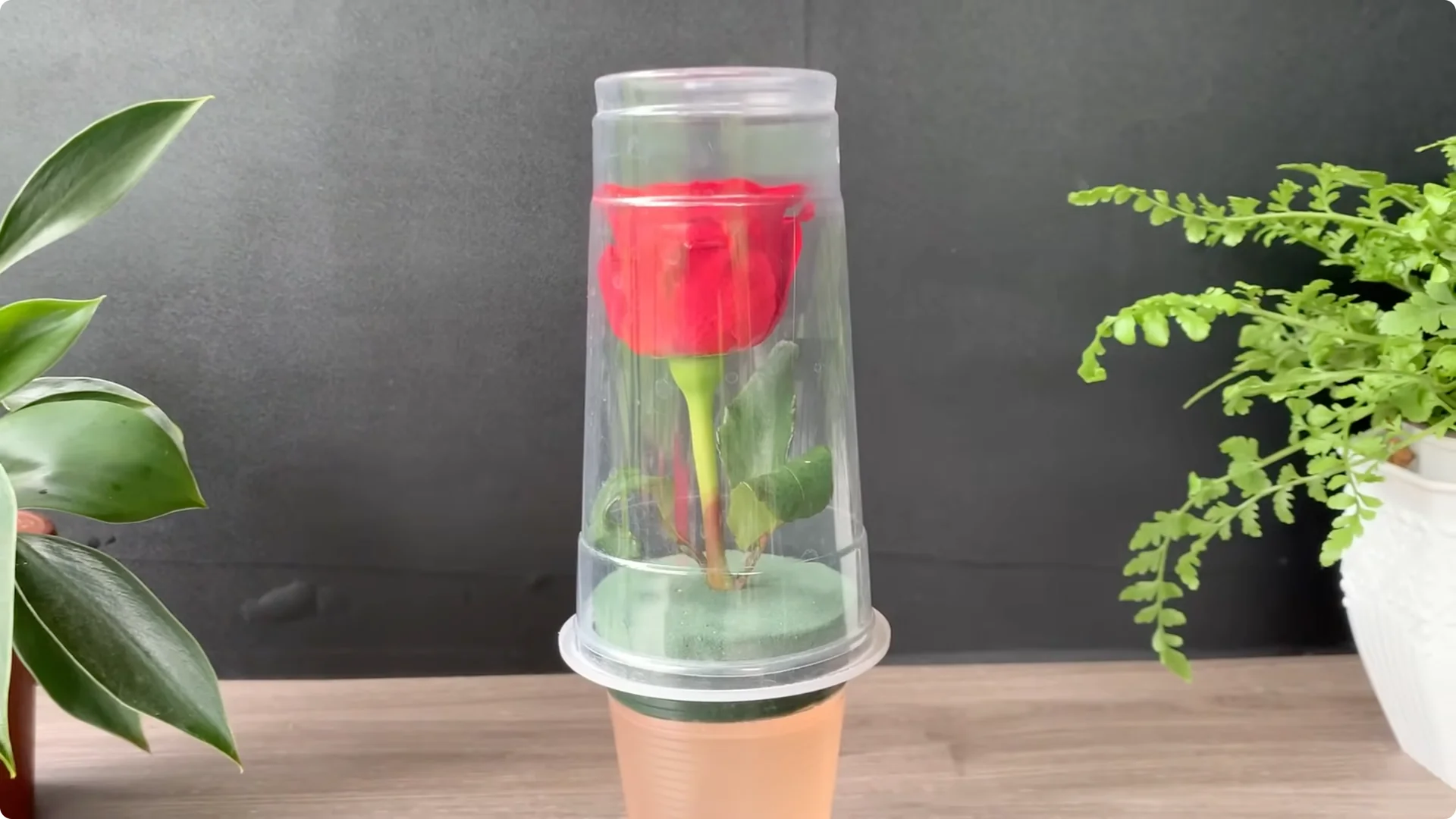 How Onion Water Sparks 100 Roots on a Rose Stem Overnight screenshot 28