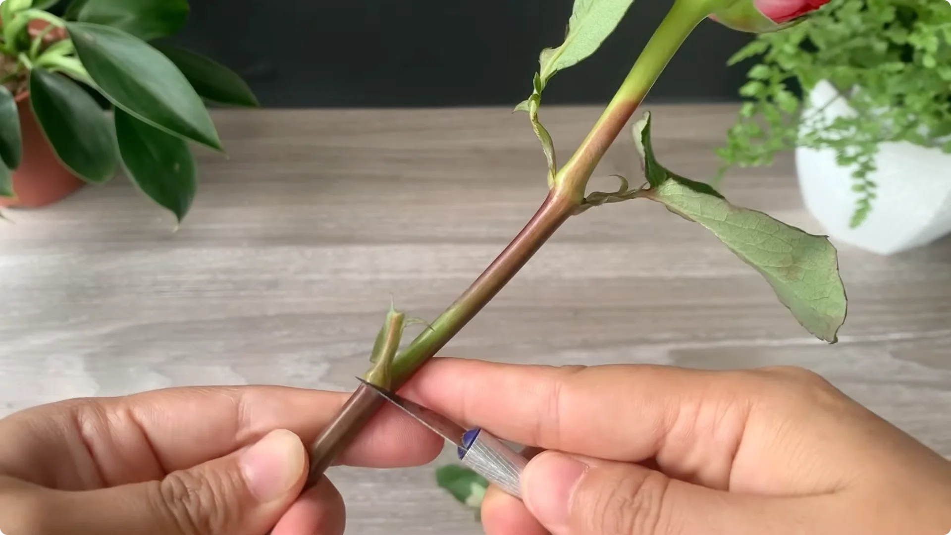 How Onion Water Sparks 100 Roots on a Rose Stem Overnight screenshot 3