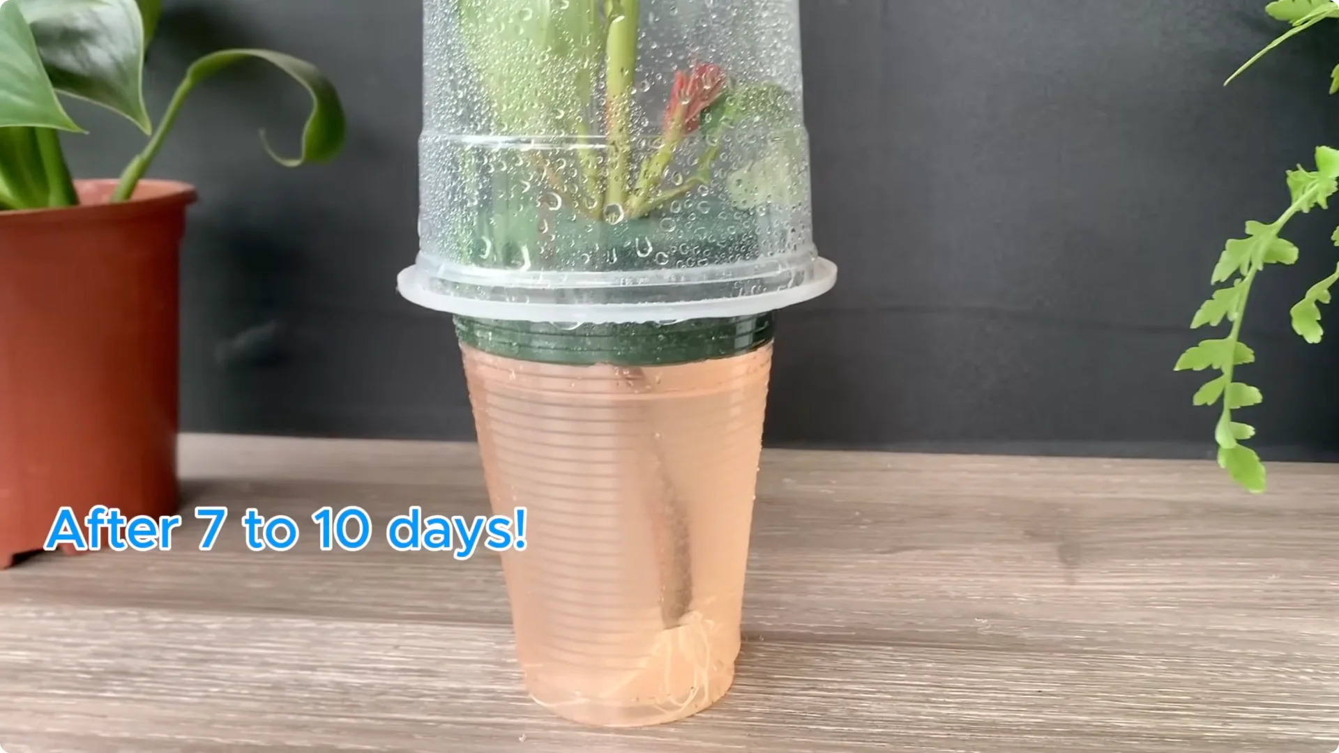 How Onion Water Sparks 100 Roots on a Rose Stem Overnight screenshot 30